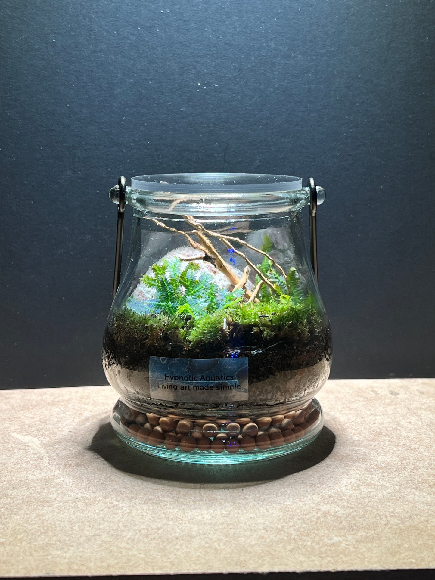 Terrarium 376