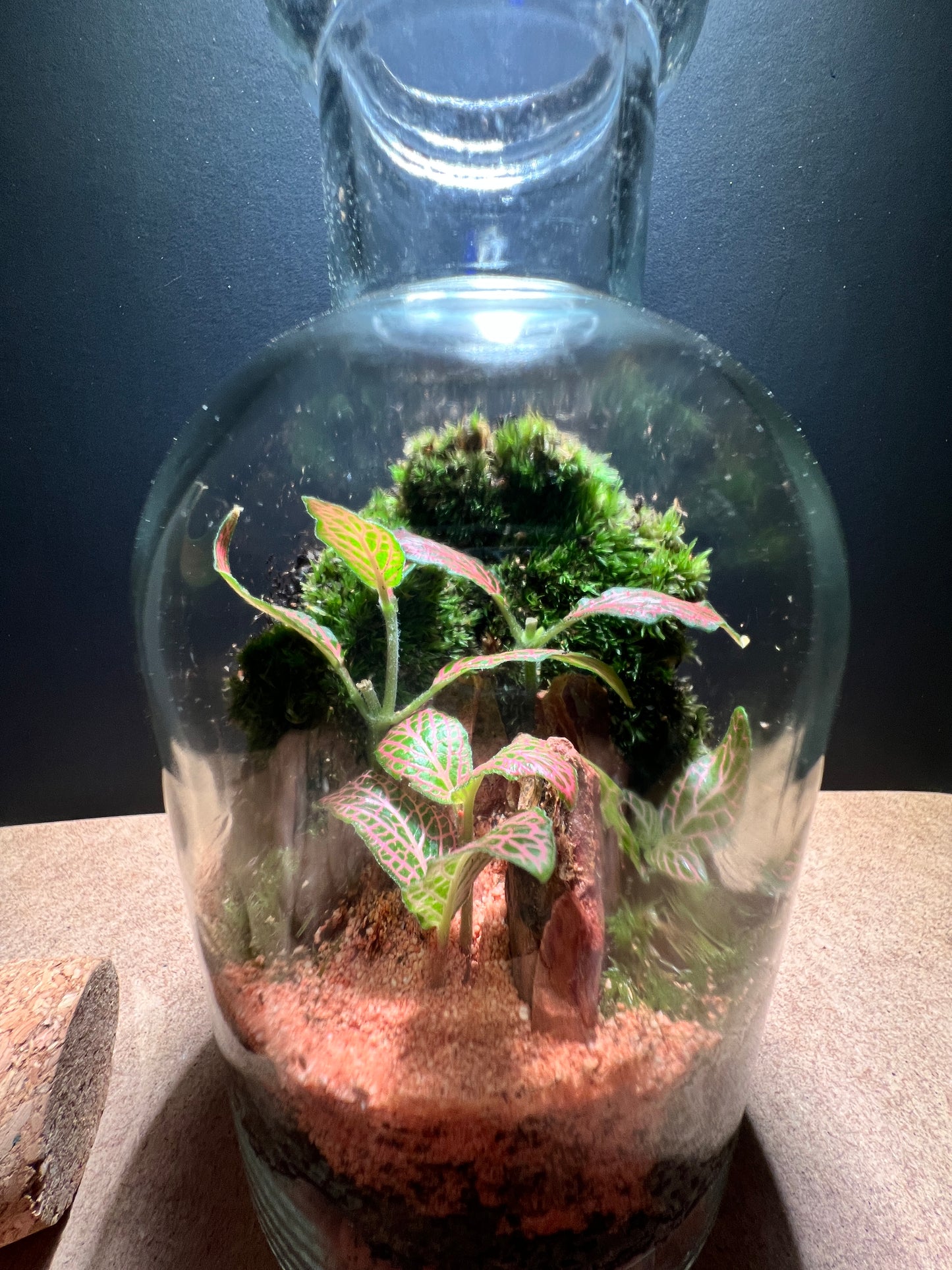 Terrarium 377