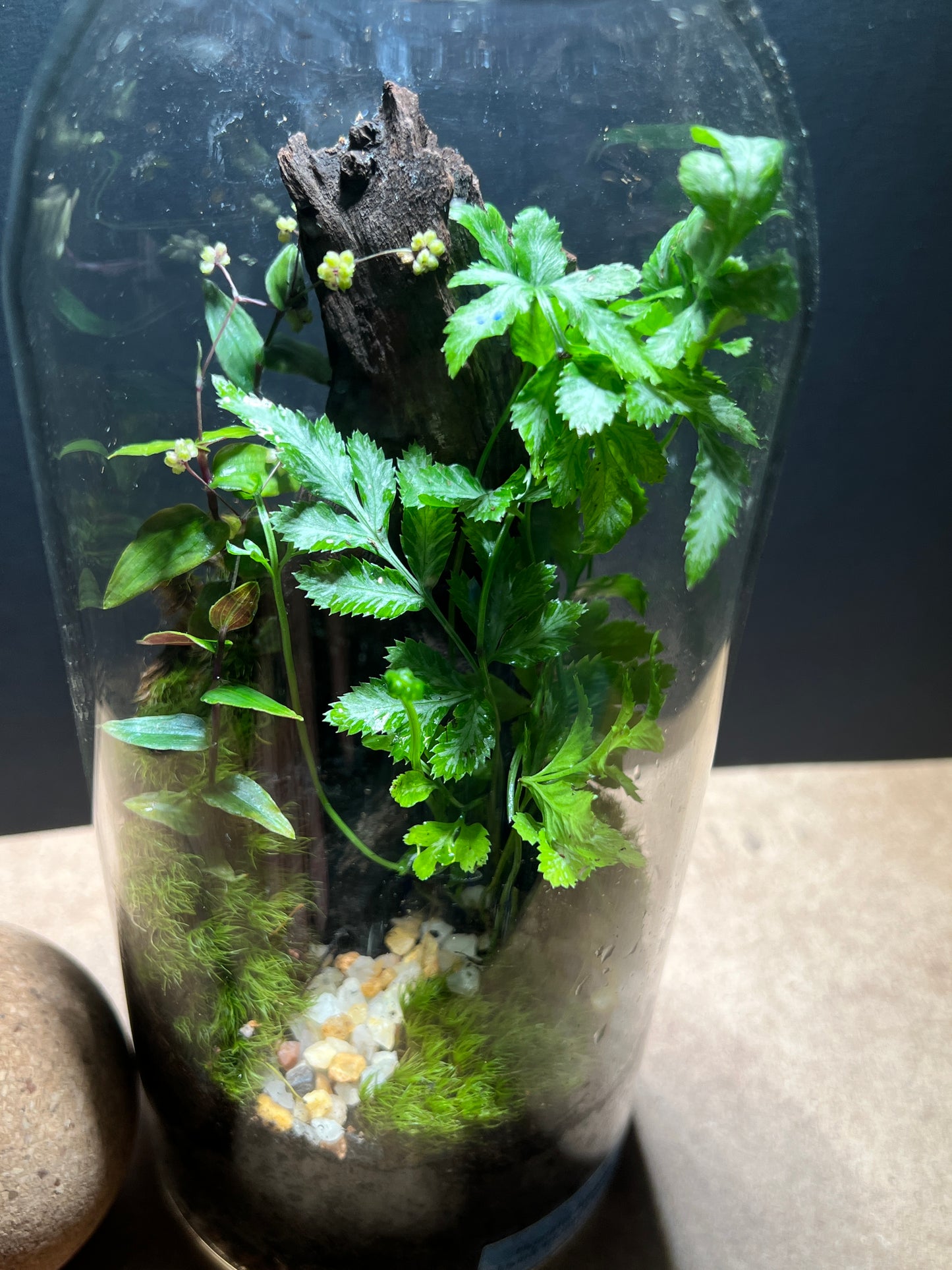Terrarium 379