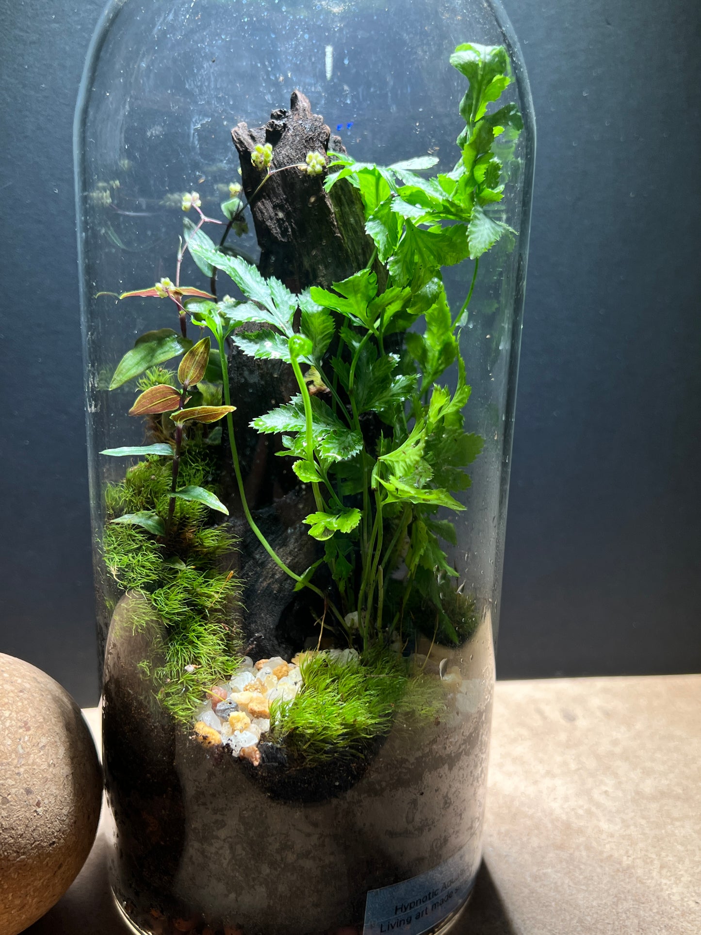 Terrarium 379