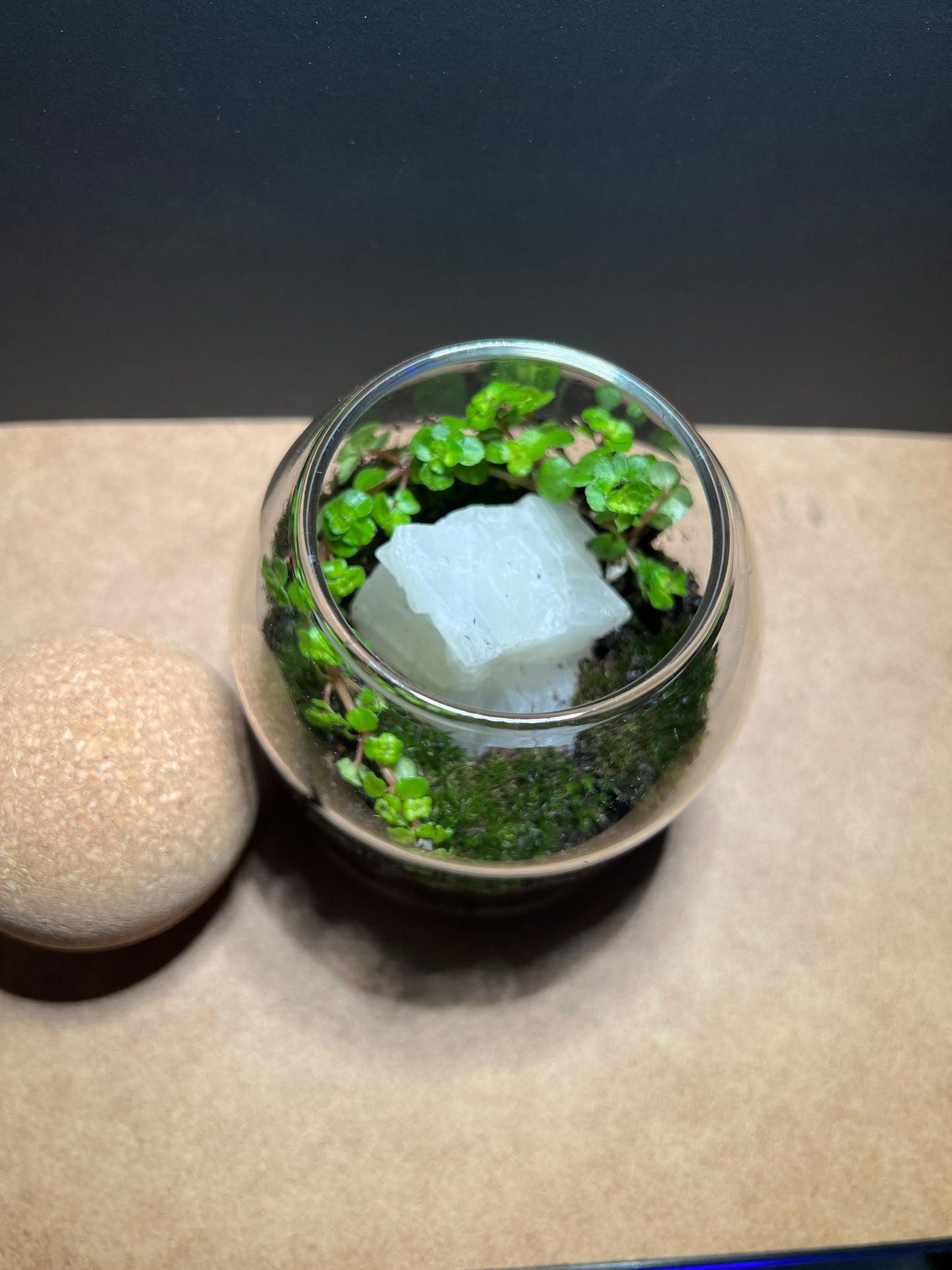 Terrarium 381