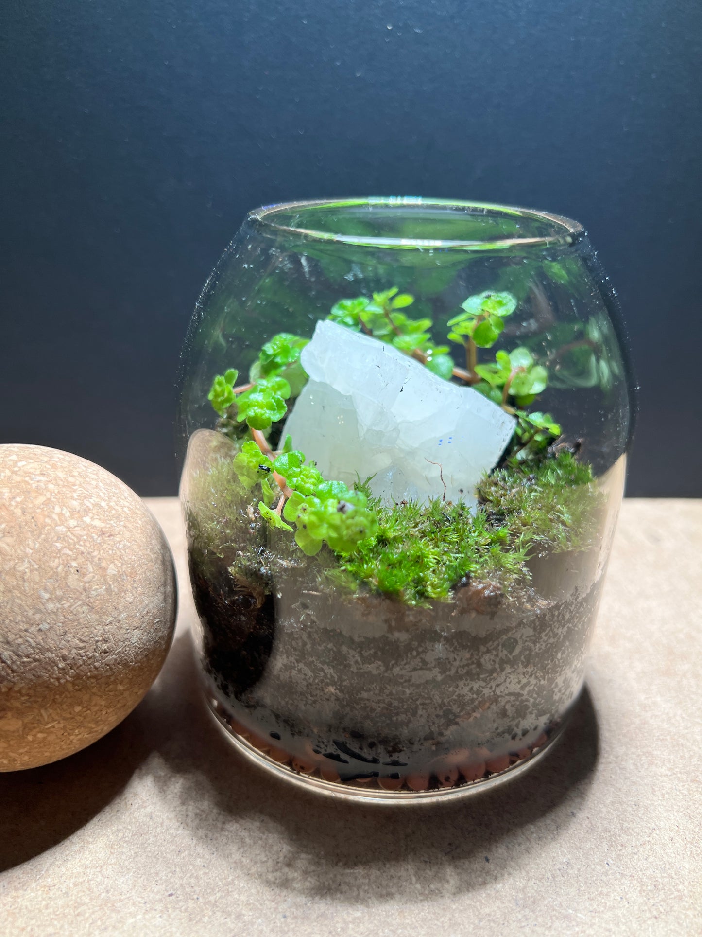 Terrarium 381