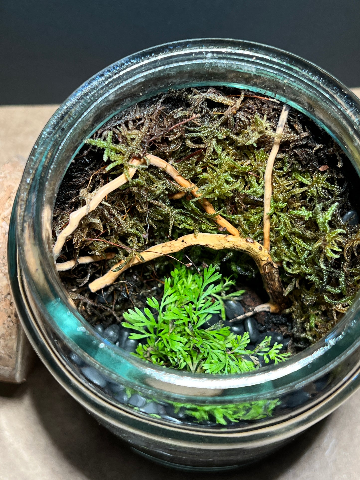 Terrarium 384
