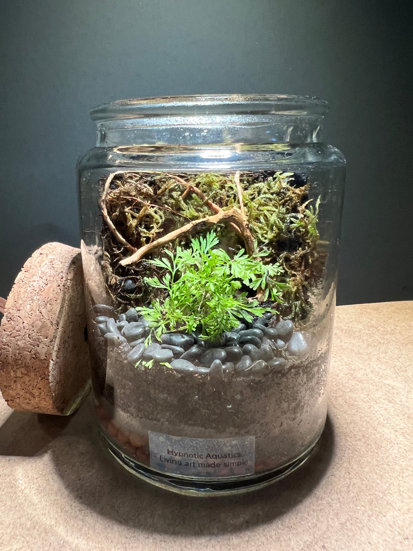 Terrarium 384