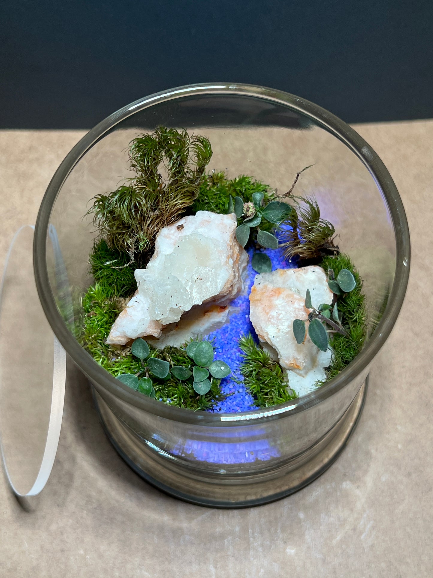 Terrarium 385