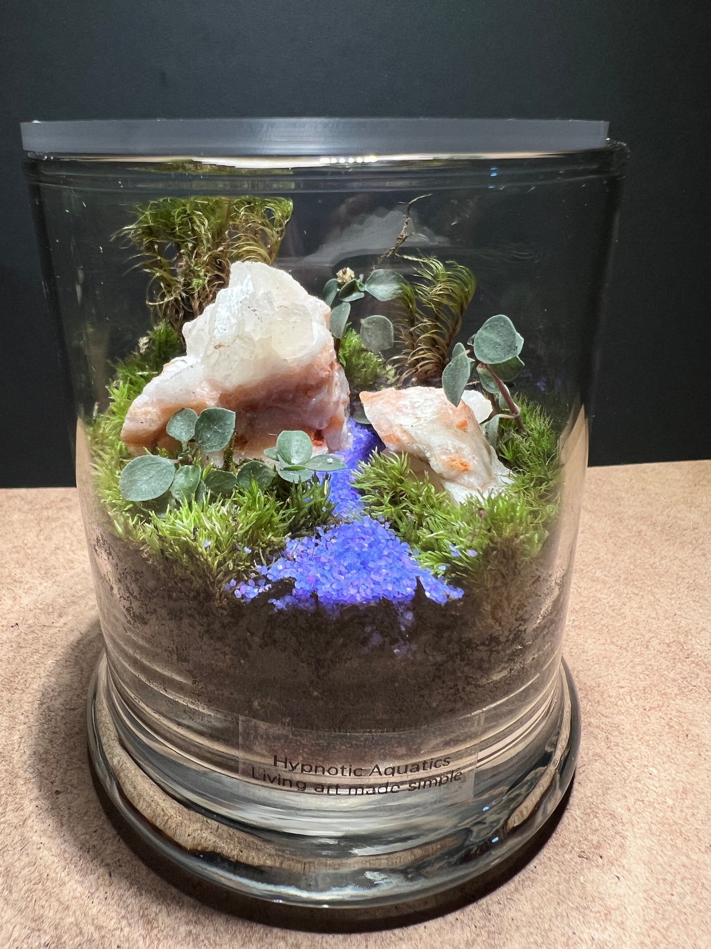 Terrarium 385