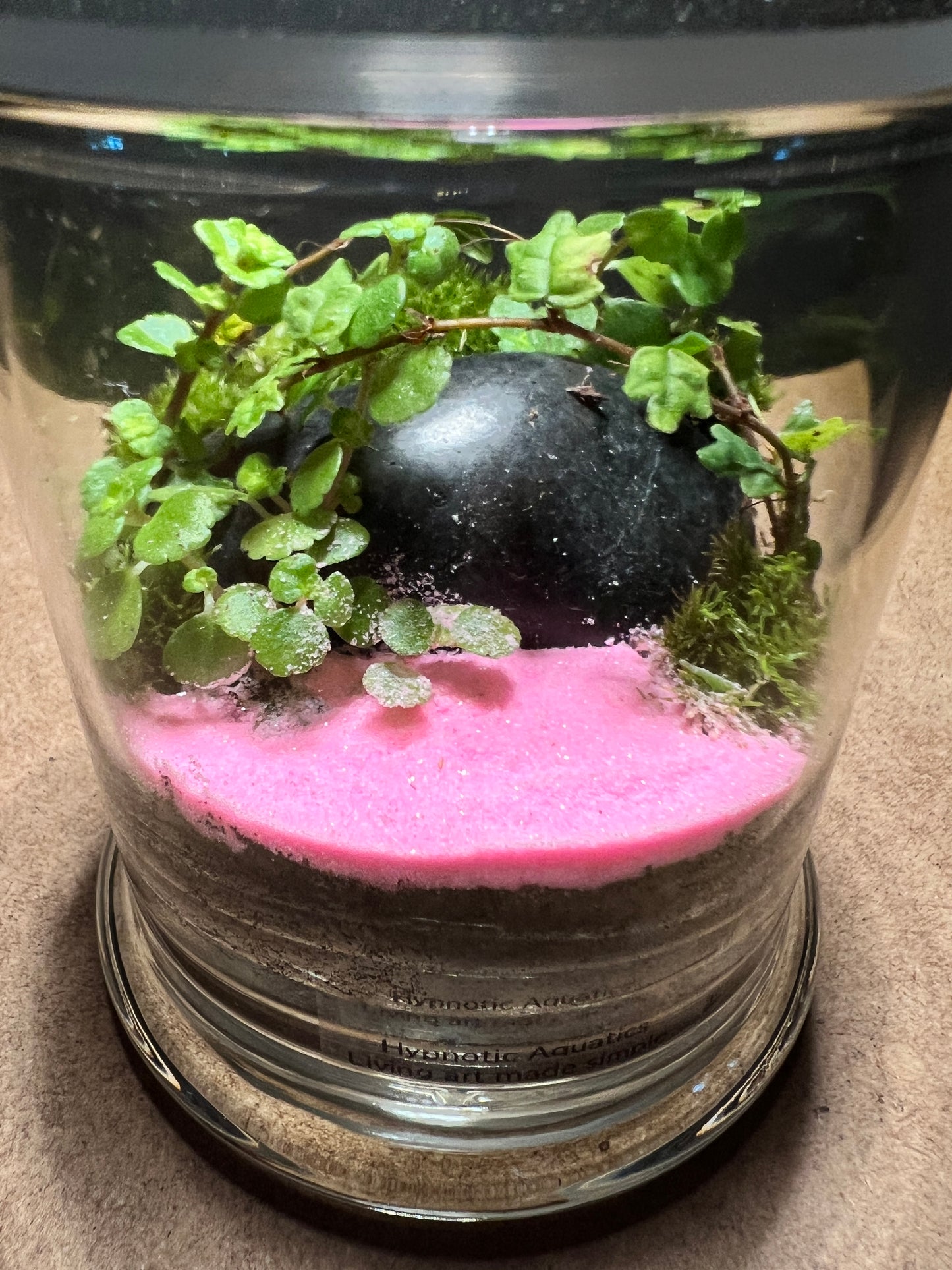 Terrarium 386