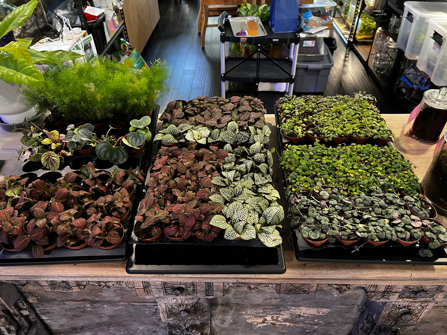 Terrarium Plants: Premium Foliage