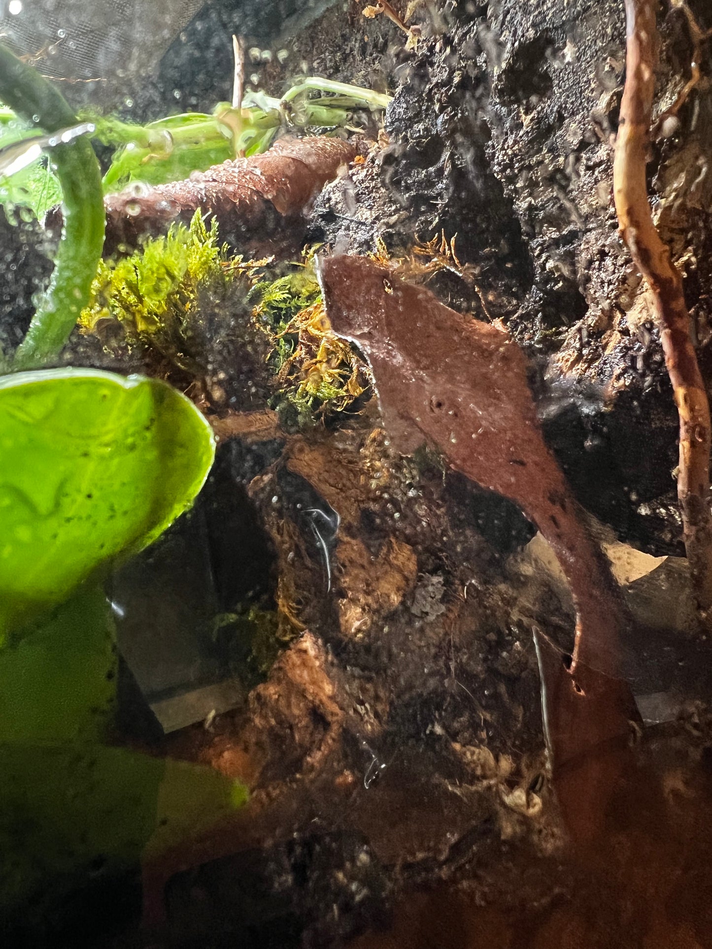 Terrarium 409 Habitat