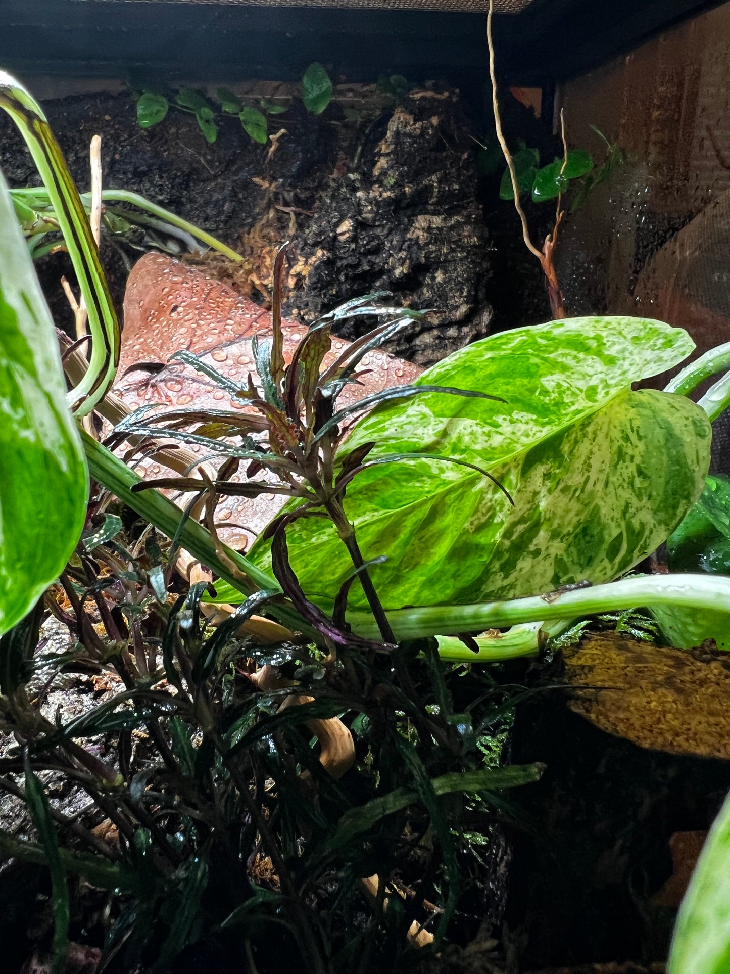 Terrarium 409 Habitat