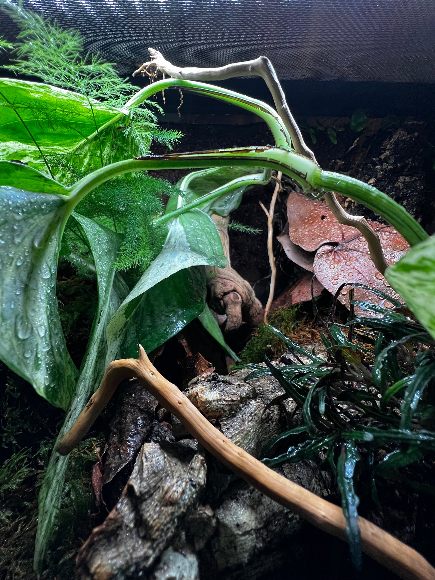 Terrarium 409 Habitat