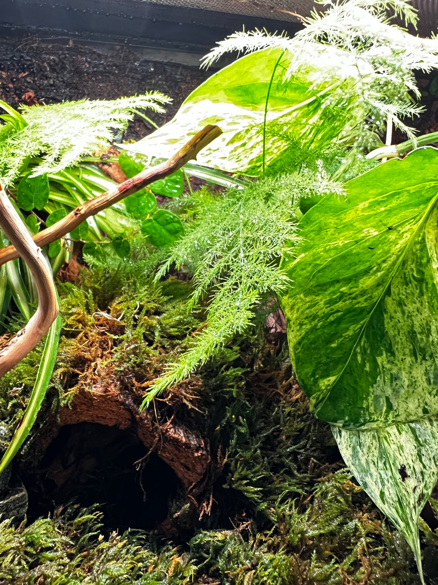 Terrarium 409 Habitat