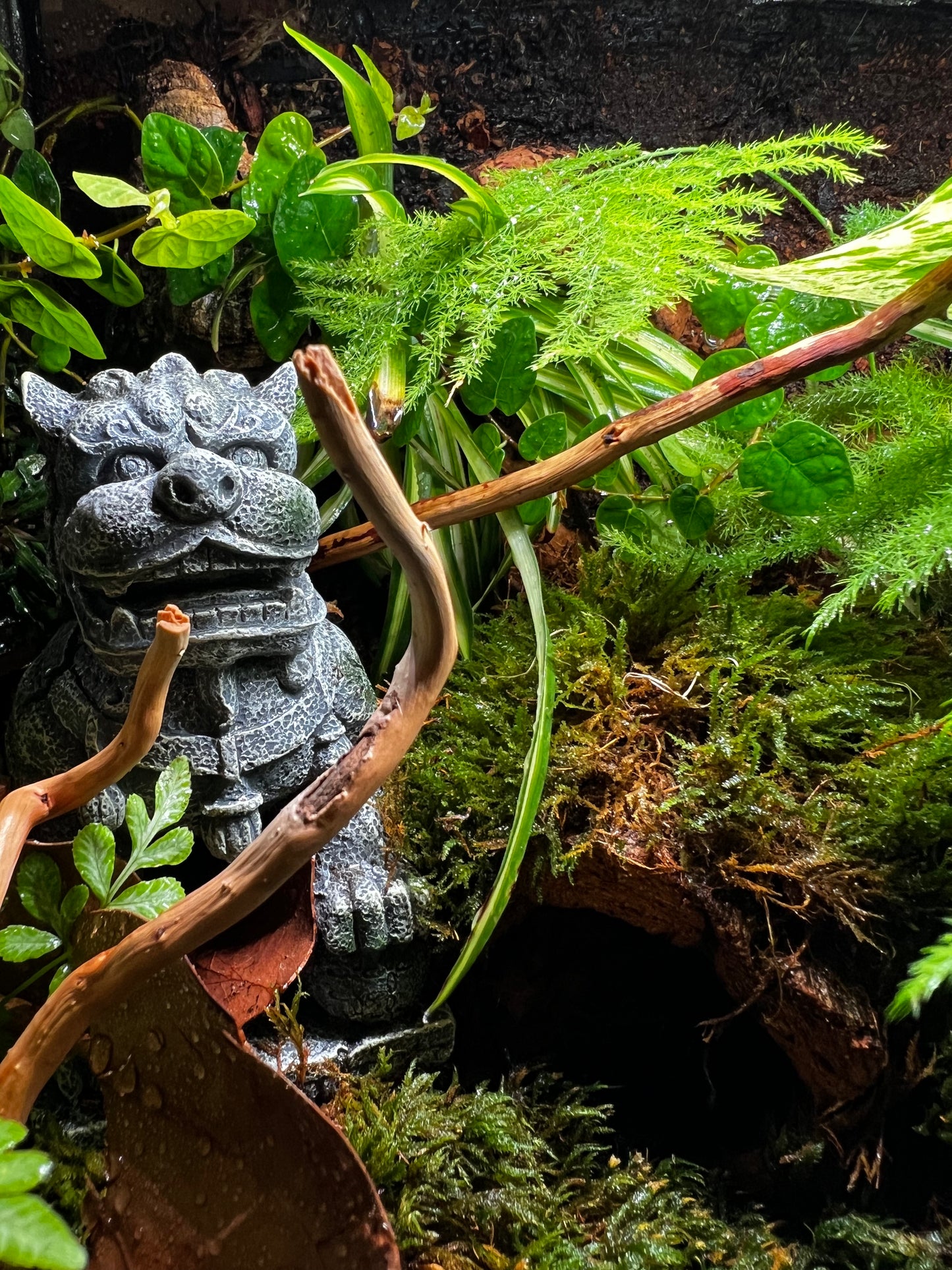 Terrarium 409 Habitat