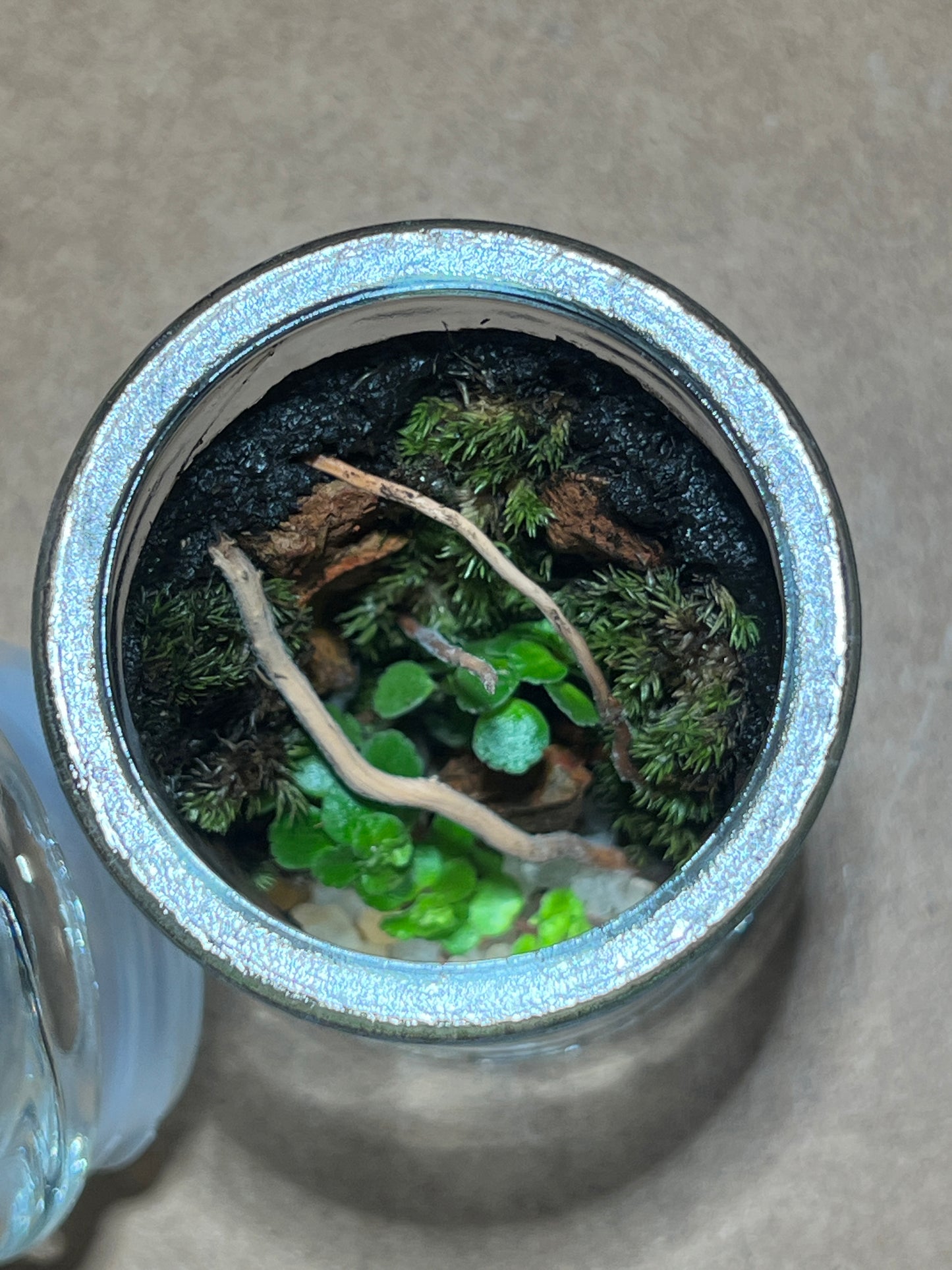 Terrarium 388