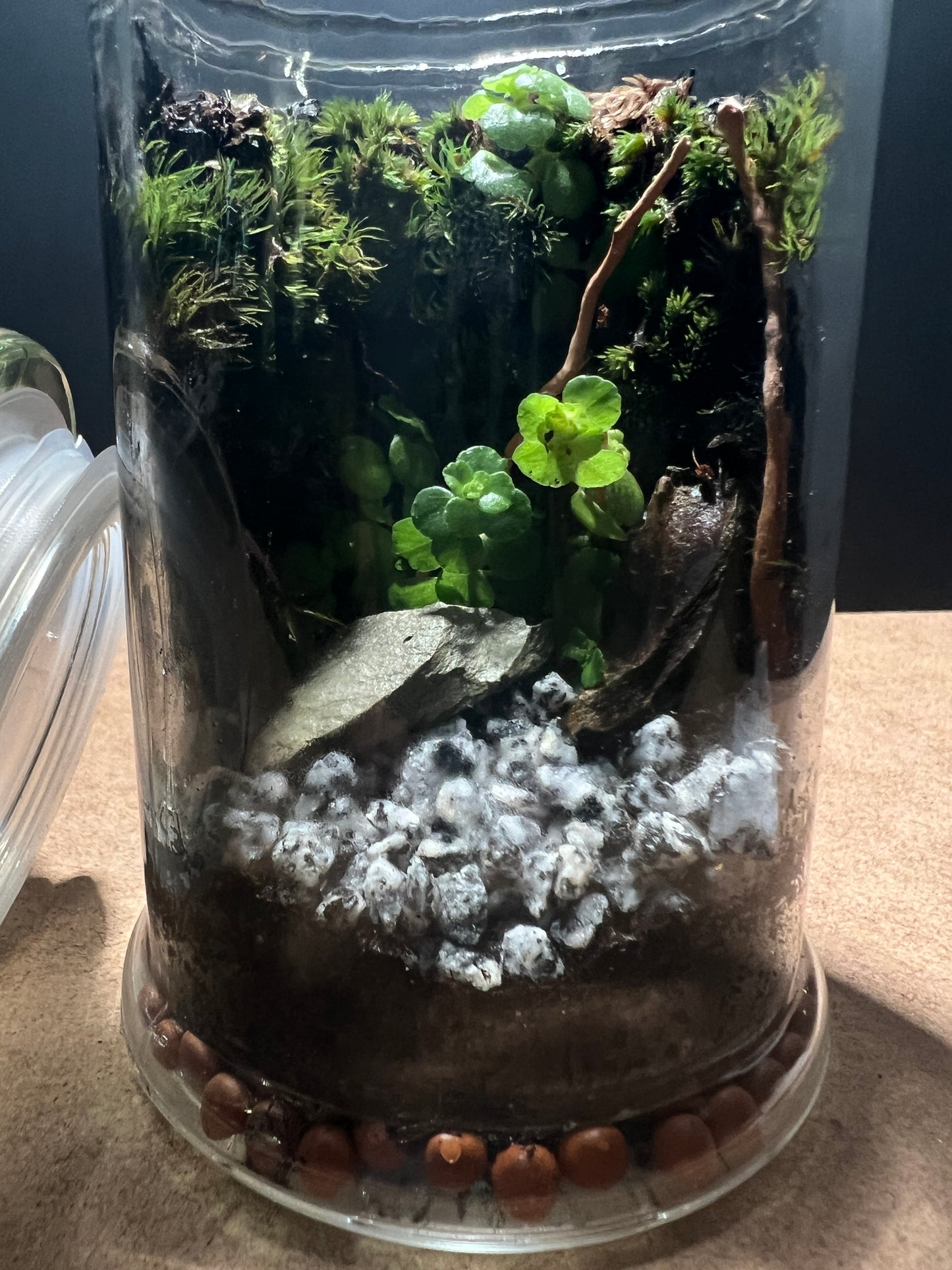 Terrarium 389