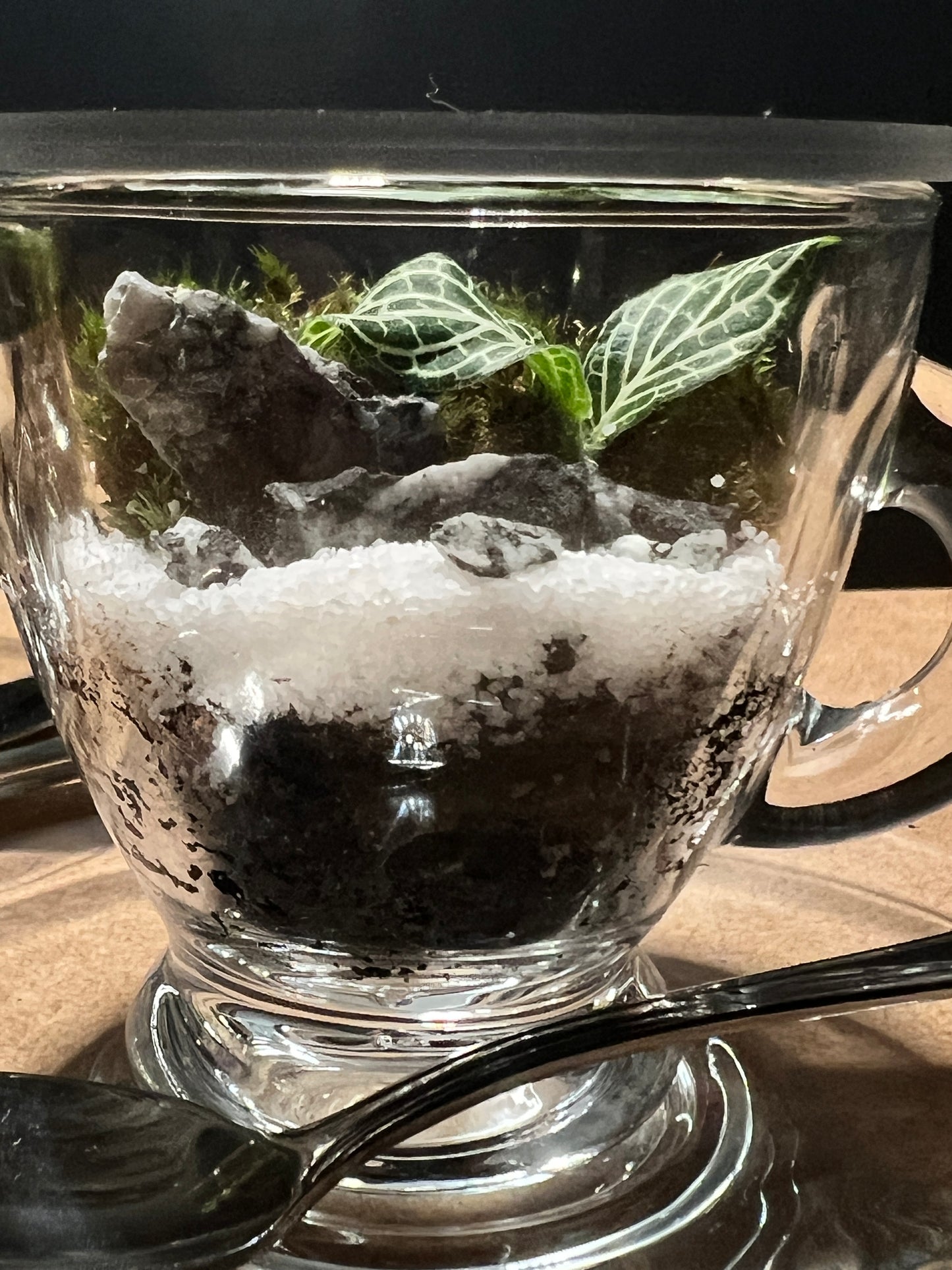 Terrarium (seti) 390