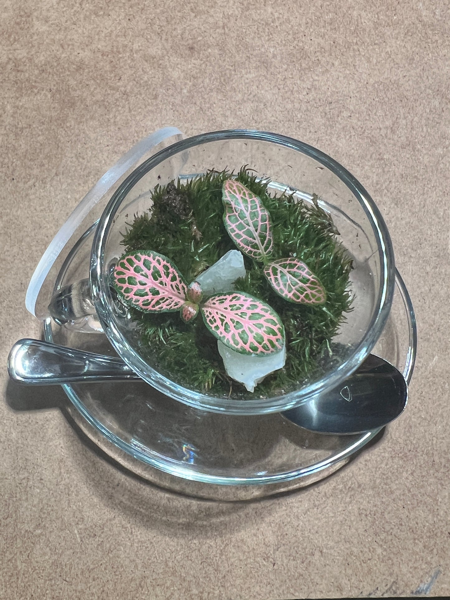 Terrarium (seti) 390