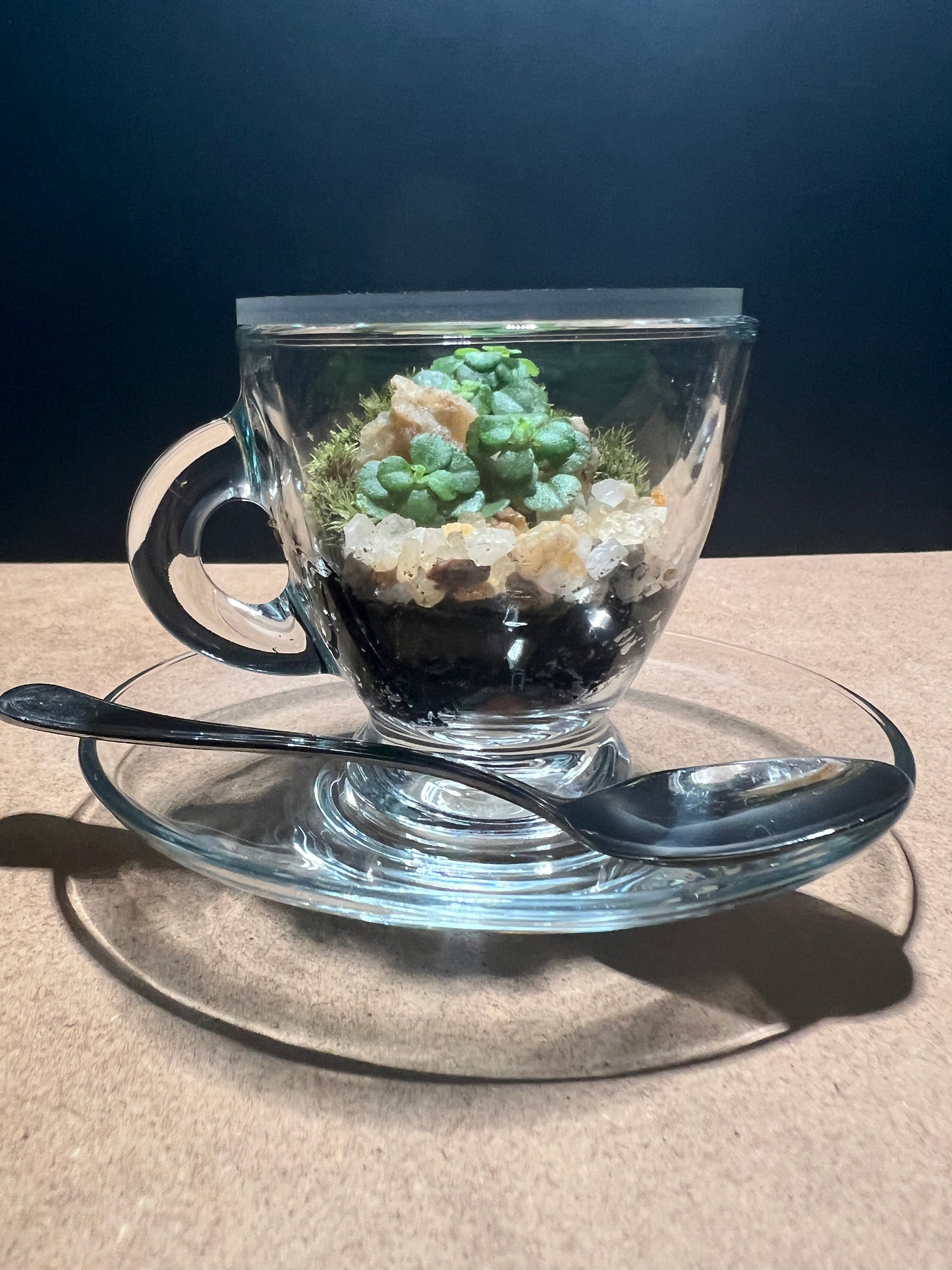 Terrarium (seti) 391