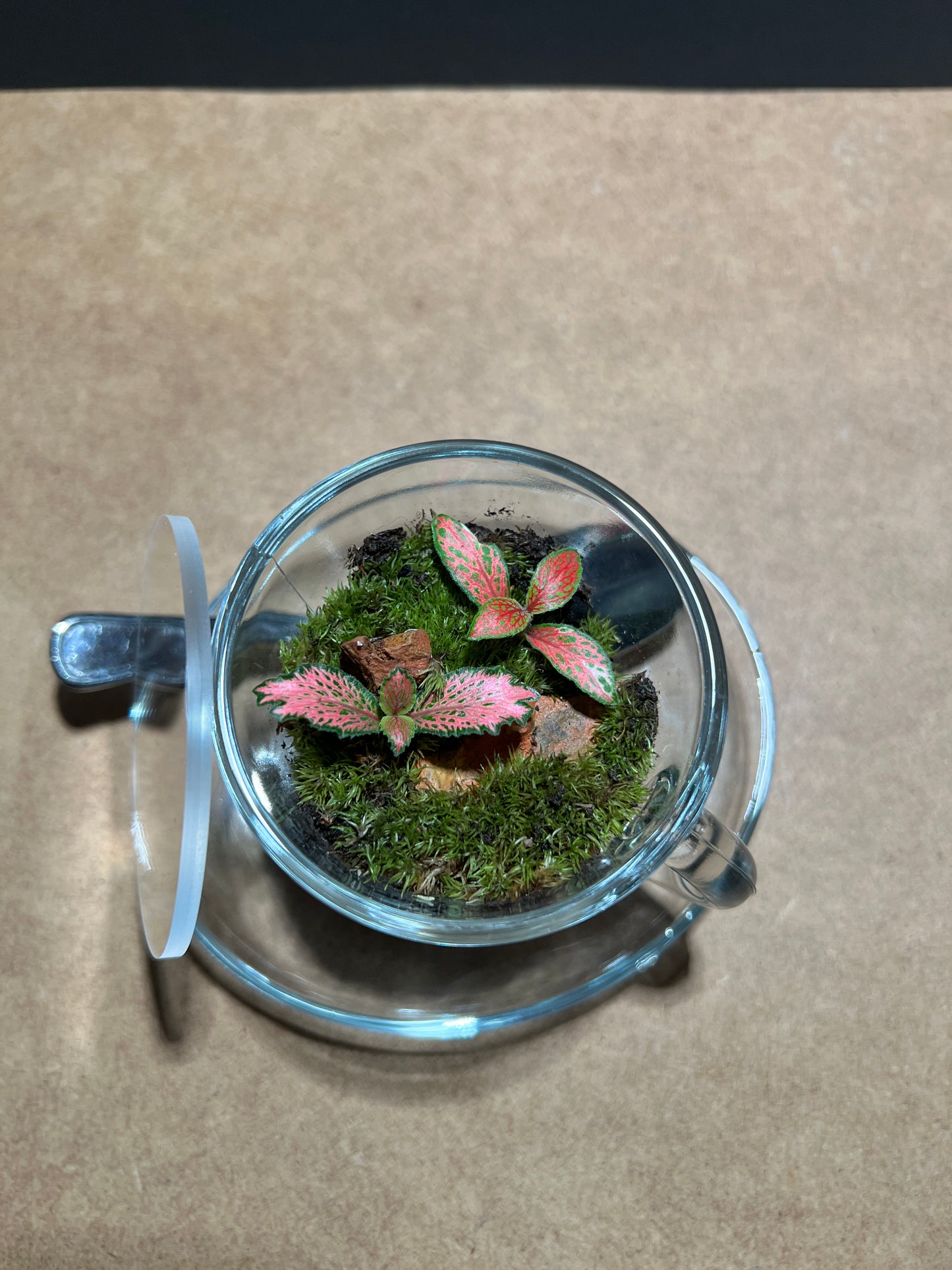 Terrarium (seti) 391