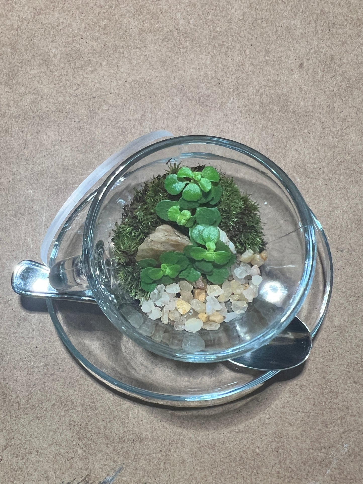 Terrarium (seti) 391