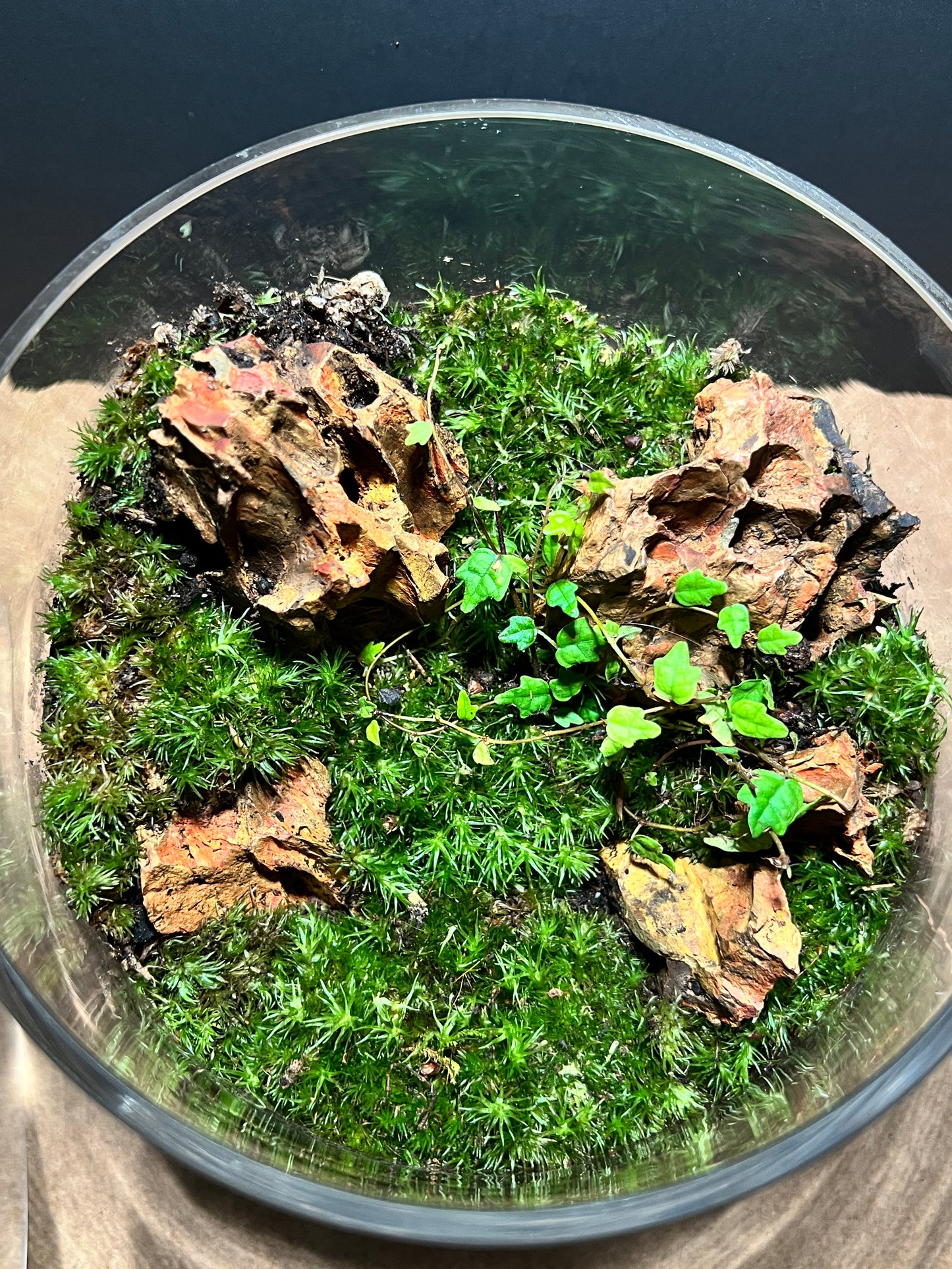 Terrarium 392