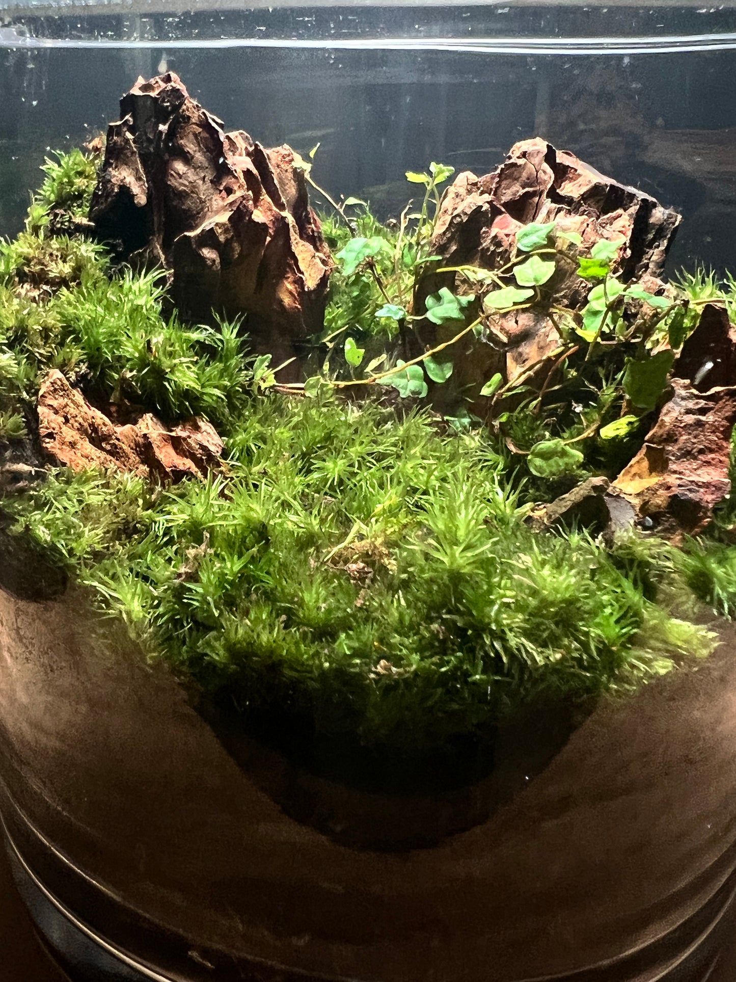 Terrarium 392