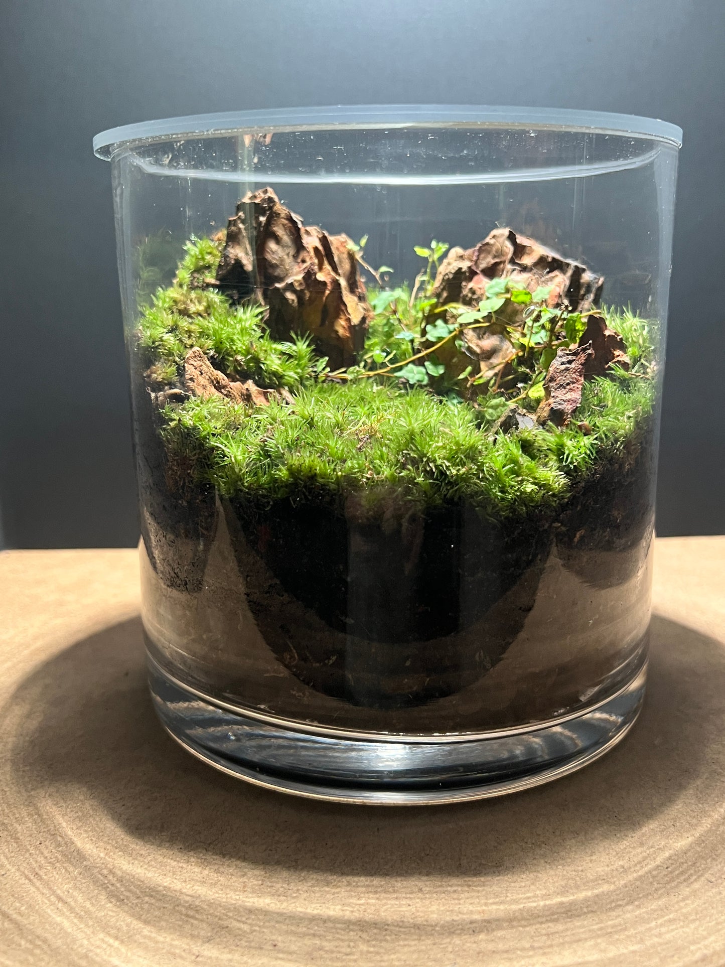 Terrarium 392