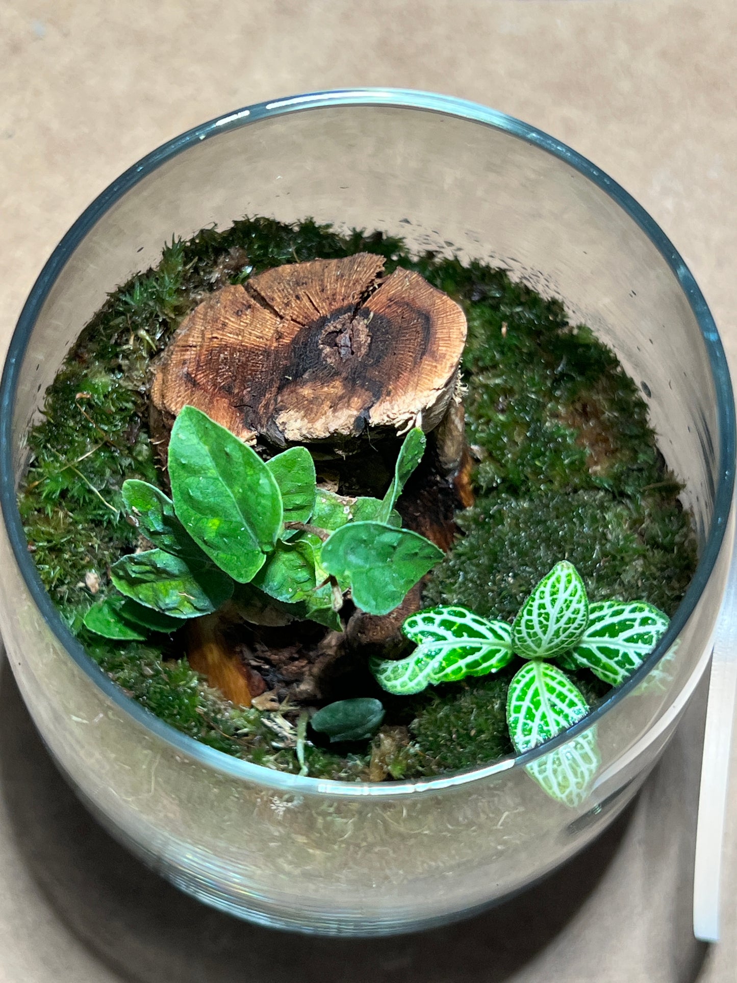 Terrarium 393