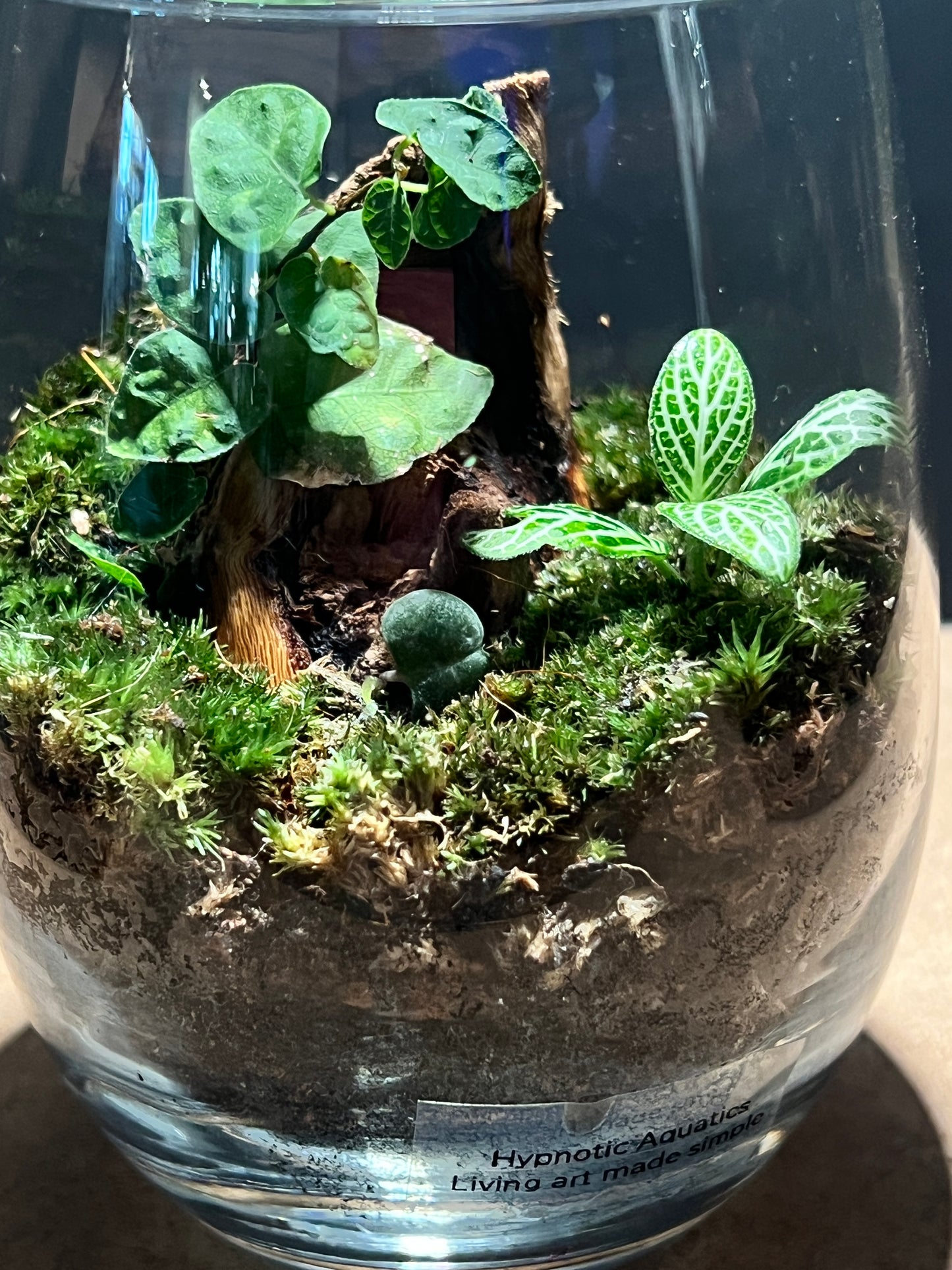 Terrarium 393