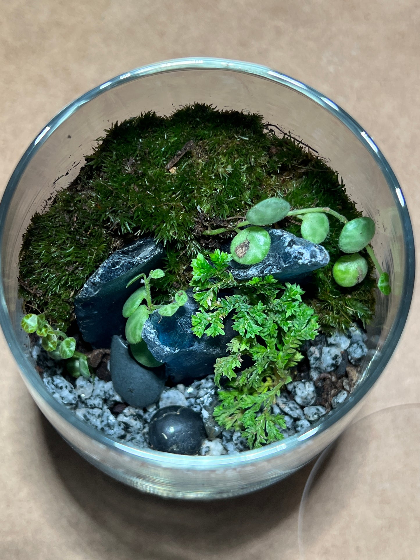 Terrarium 394