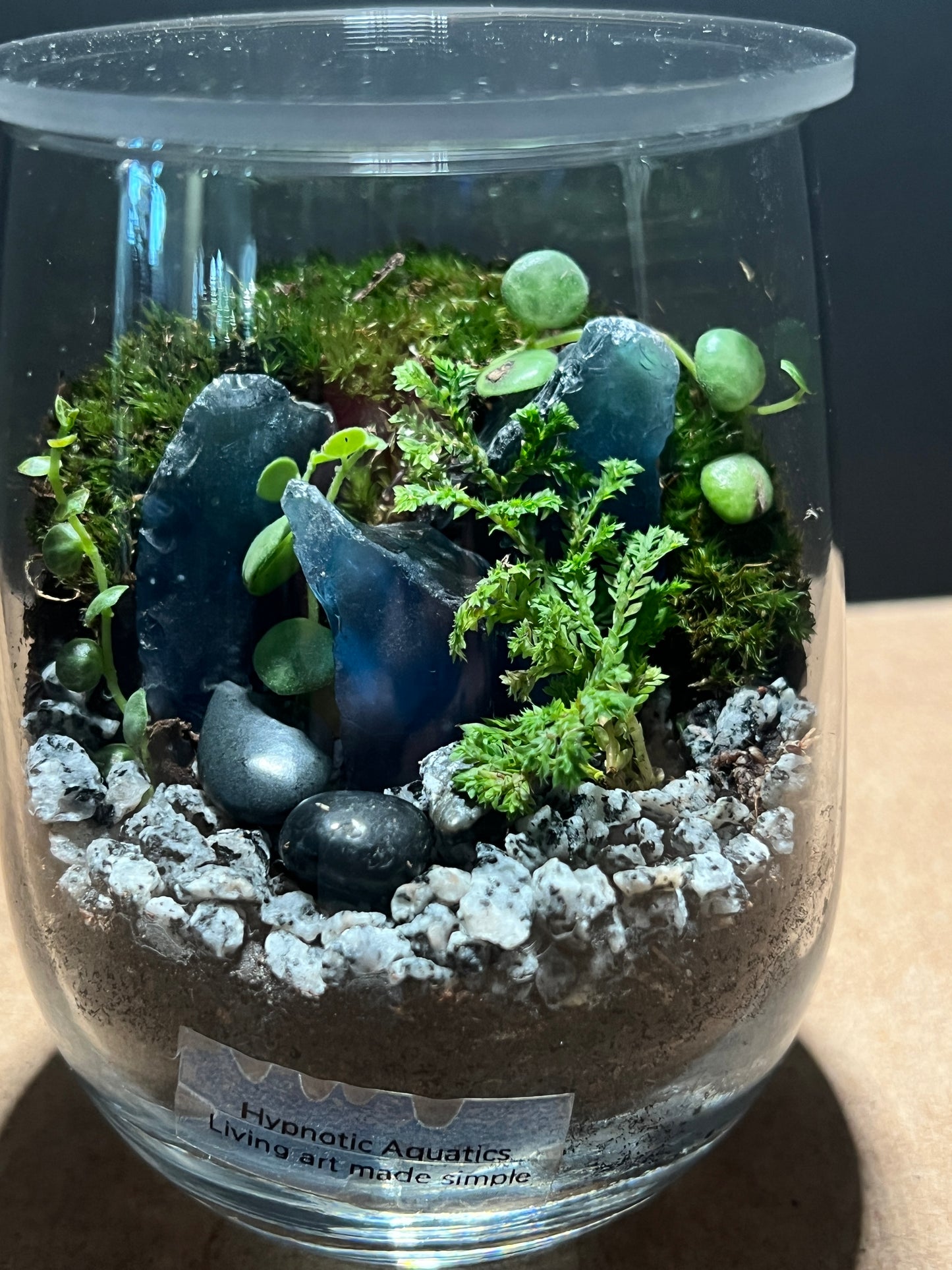 Terrarium 394