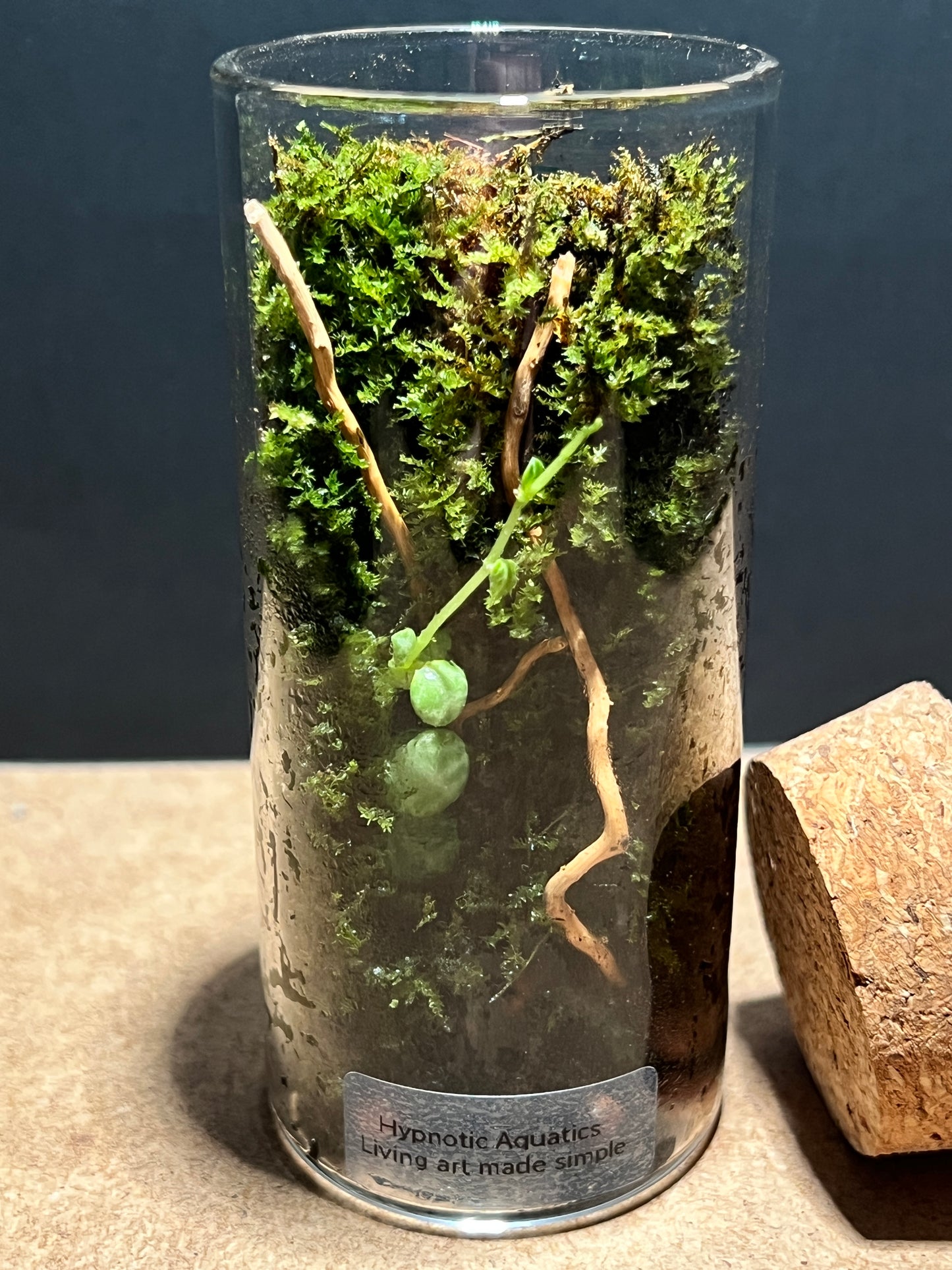 Terrarium 395