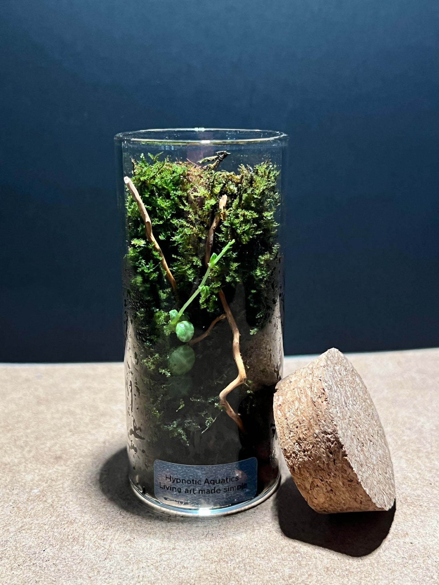 Terrarium 395