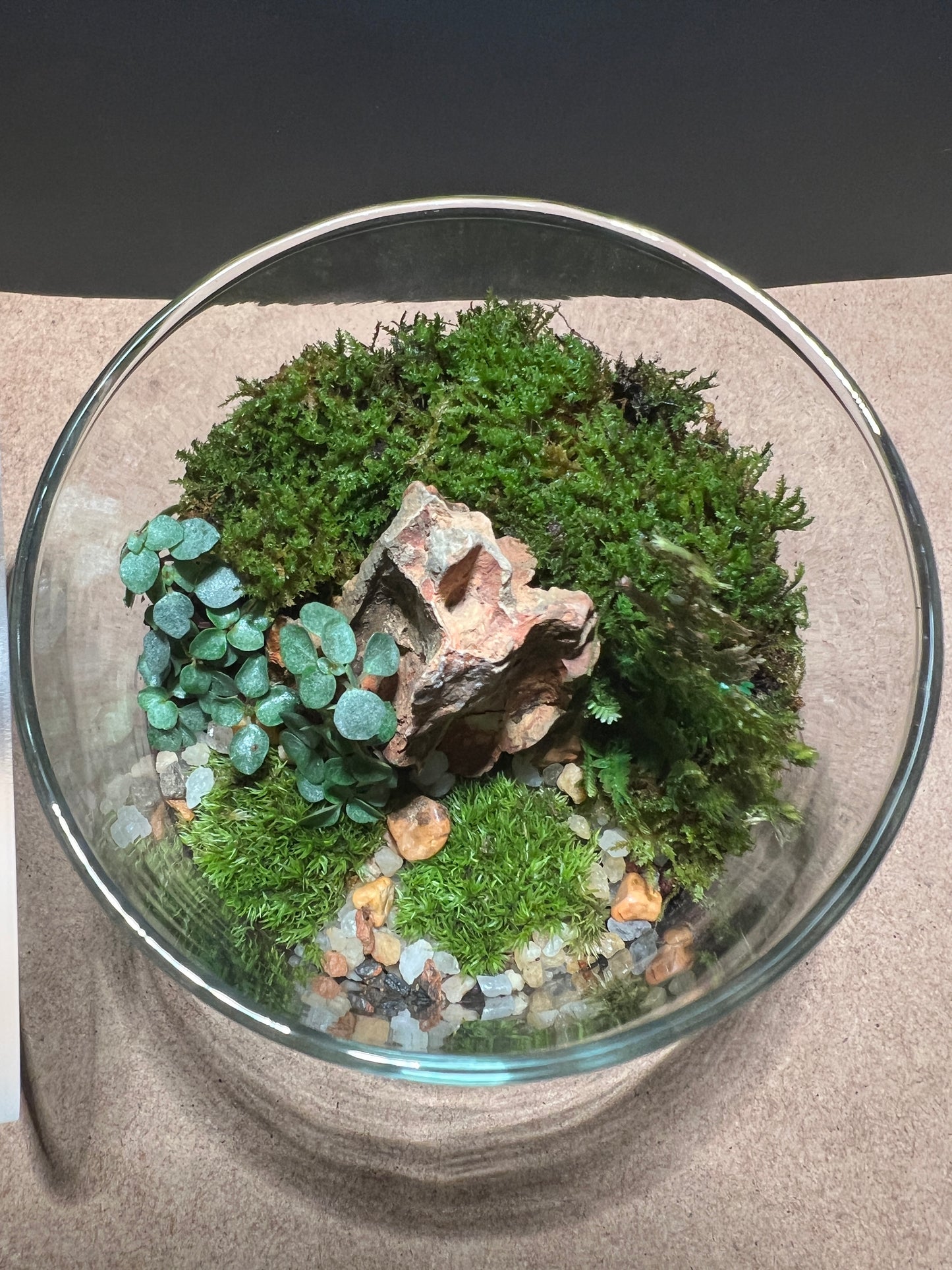 Terrarium 396