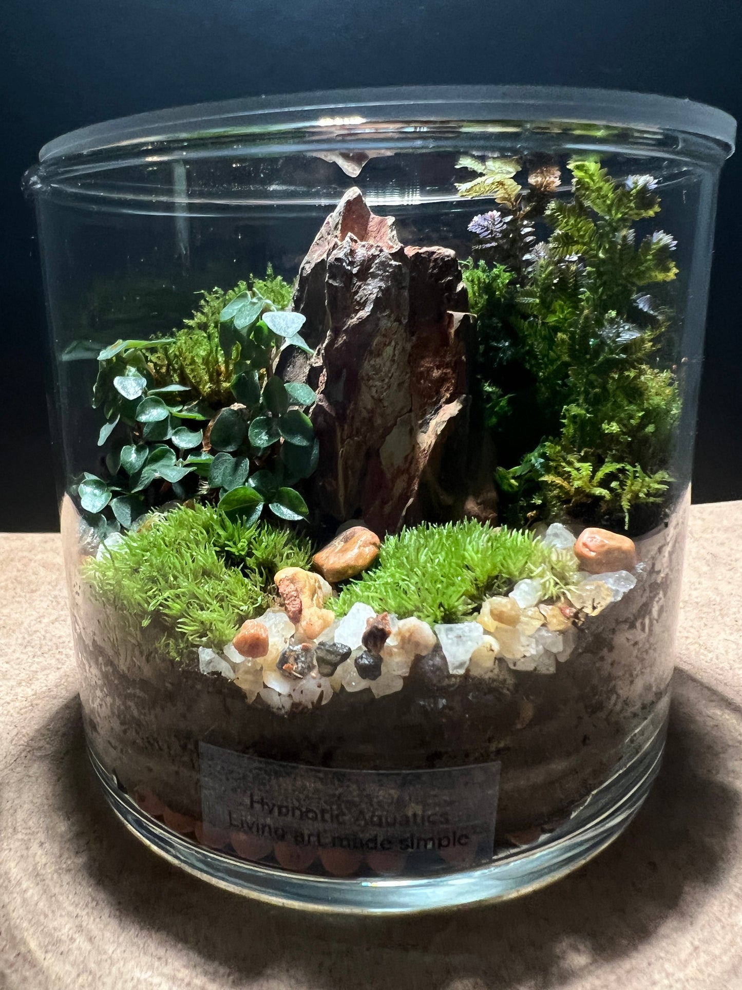 Terrarium 396