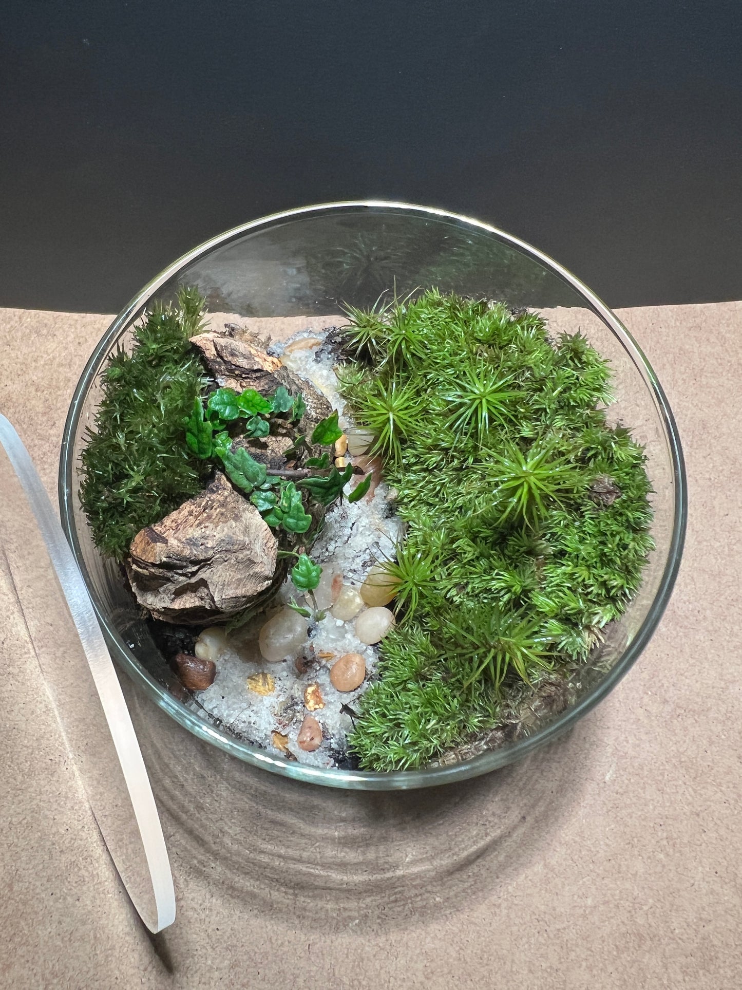 Terrarium 397