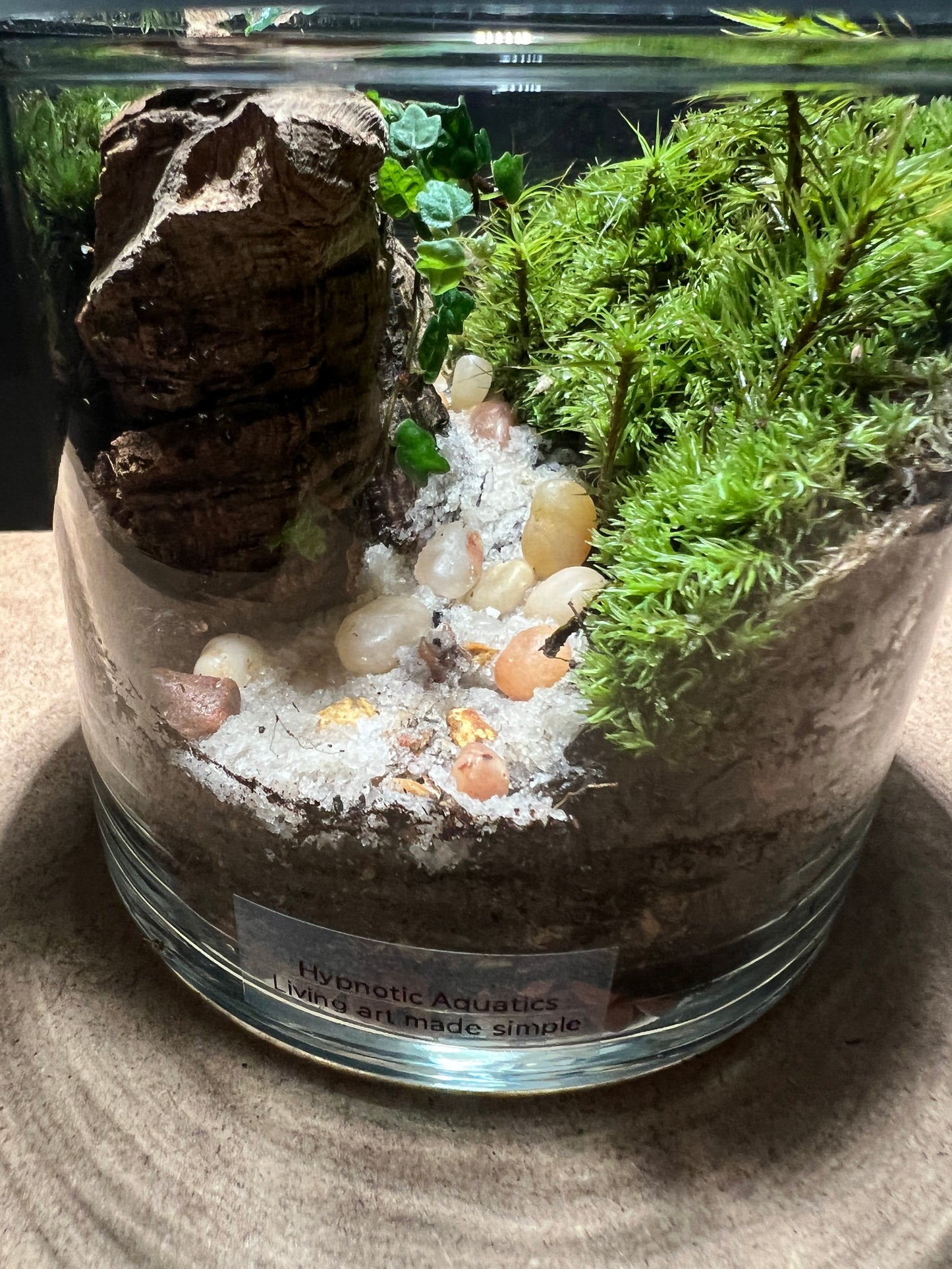 Terrarium 397