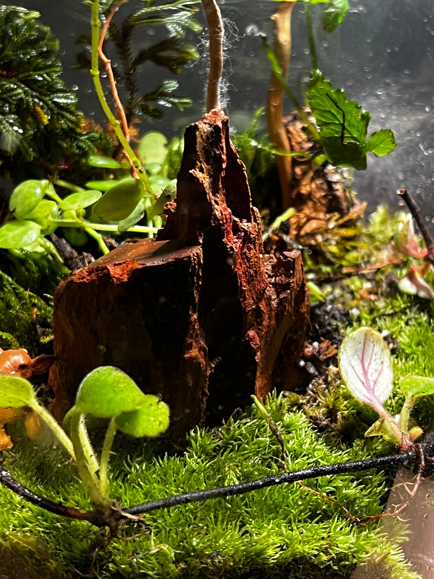 Terrarium 398
