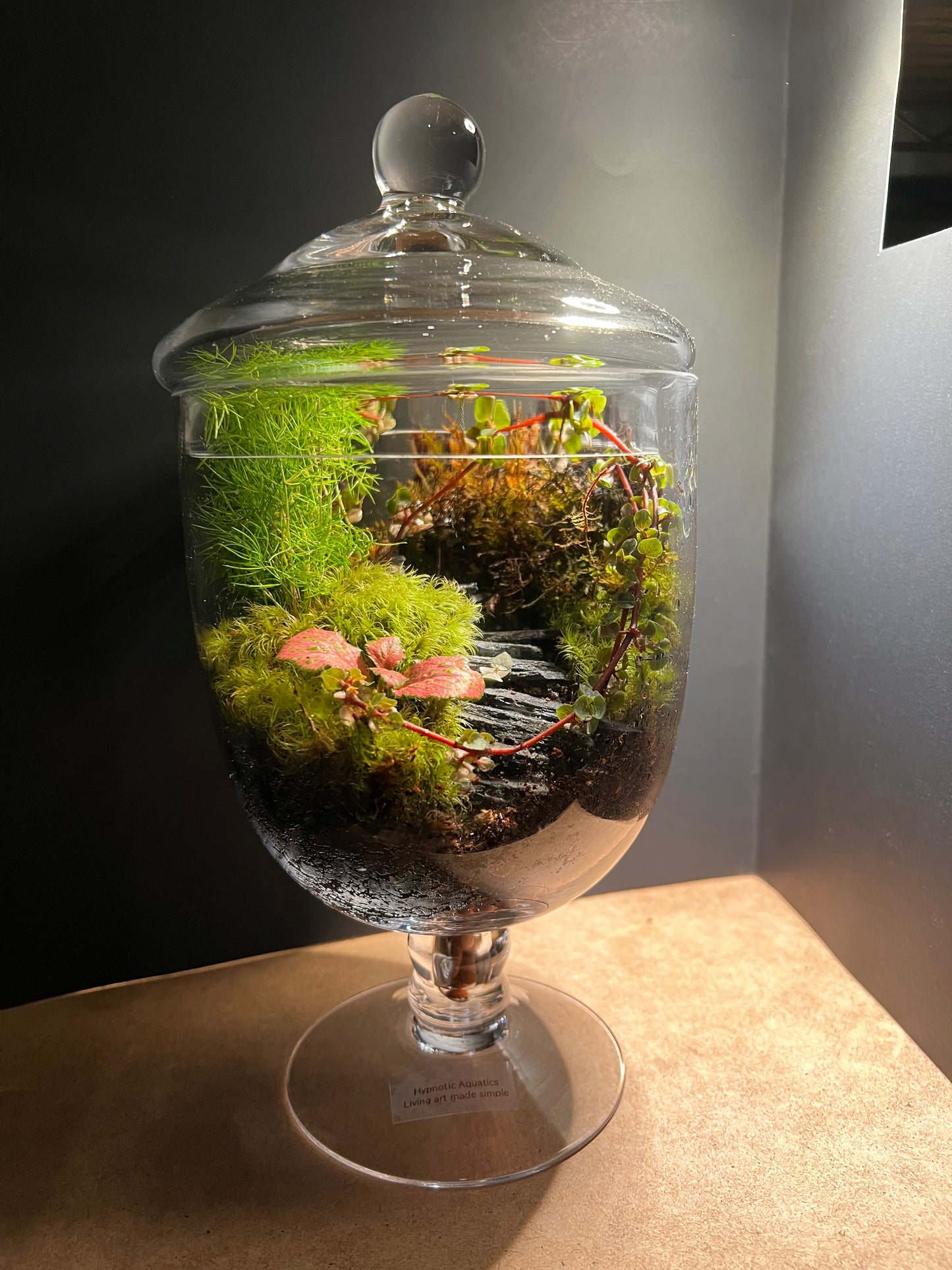 Terrarium 402