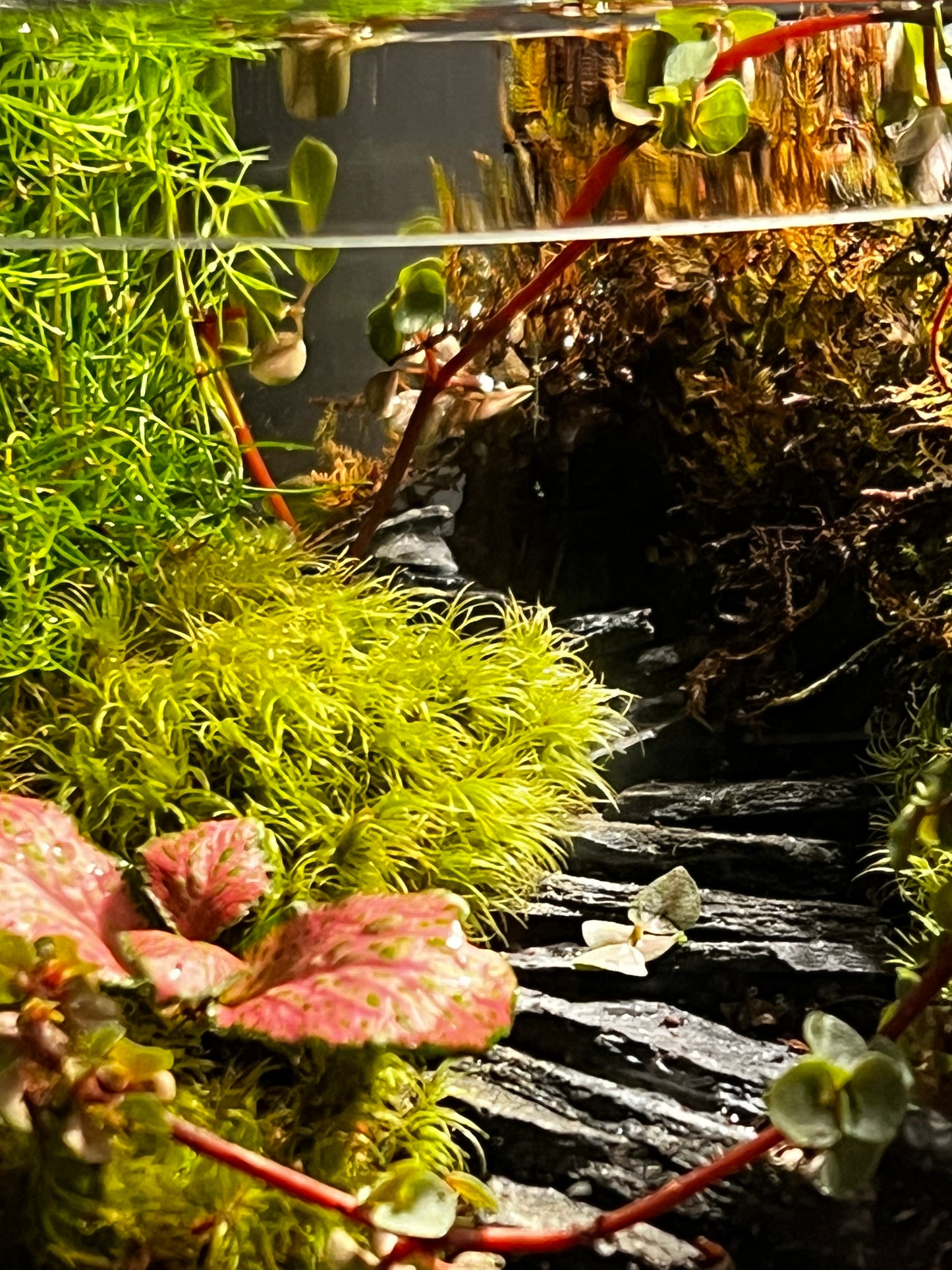 Terrarium 402