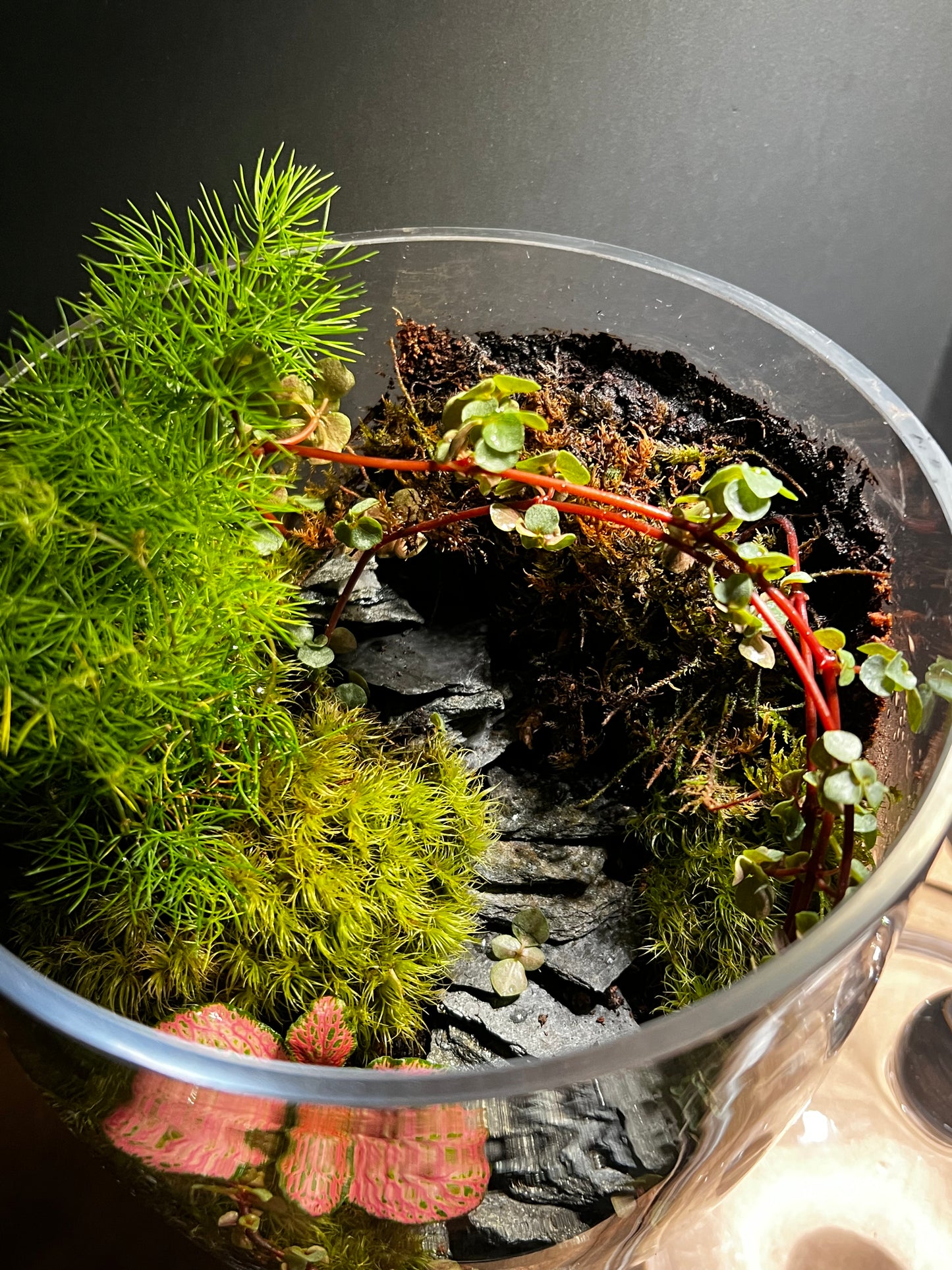 Terrarium 402