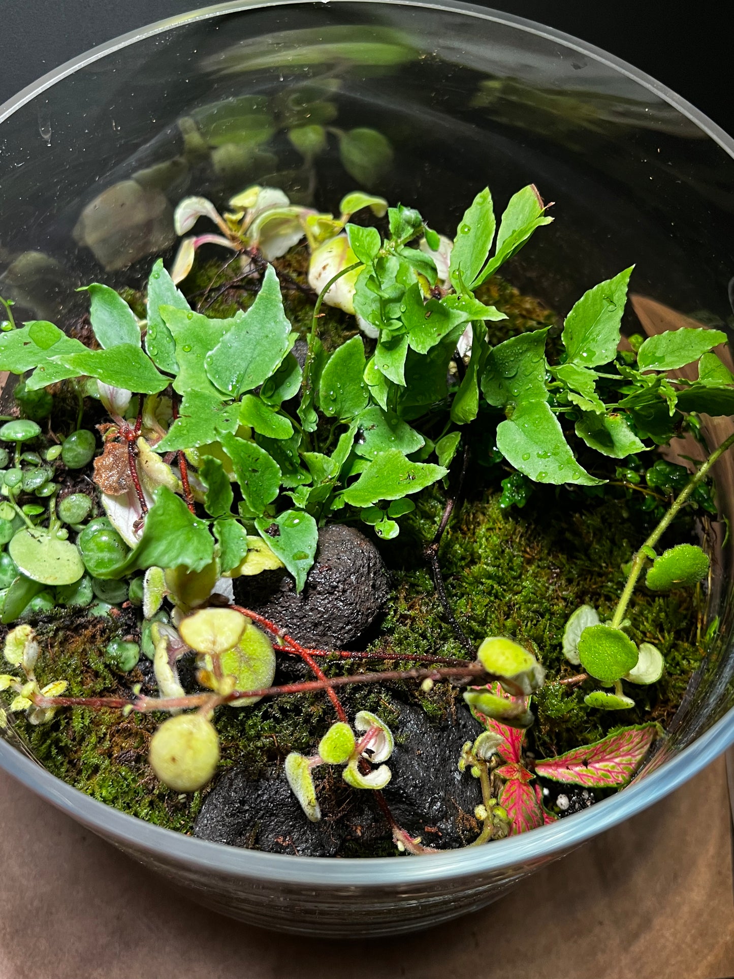 Terrarium 403