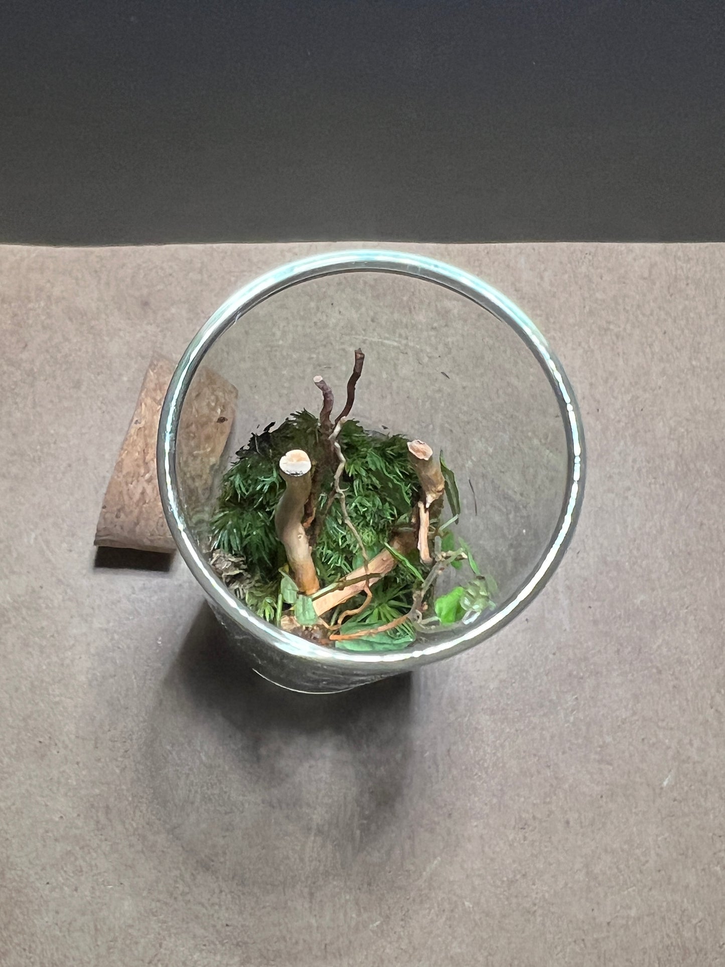 Terrarium 404