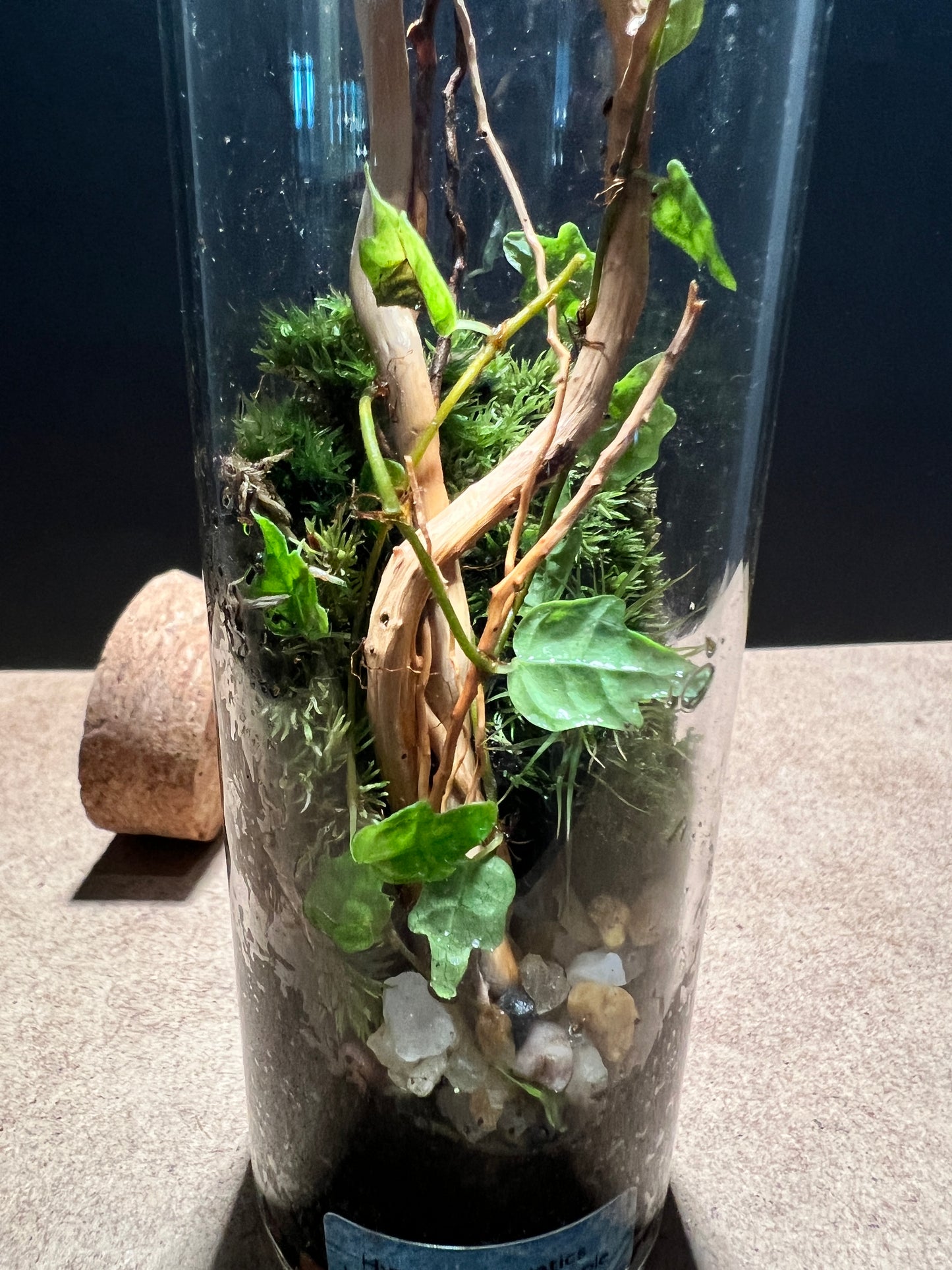 Terrarium 404