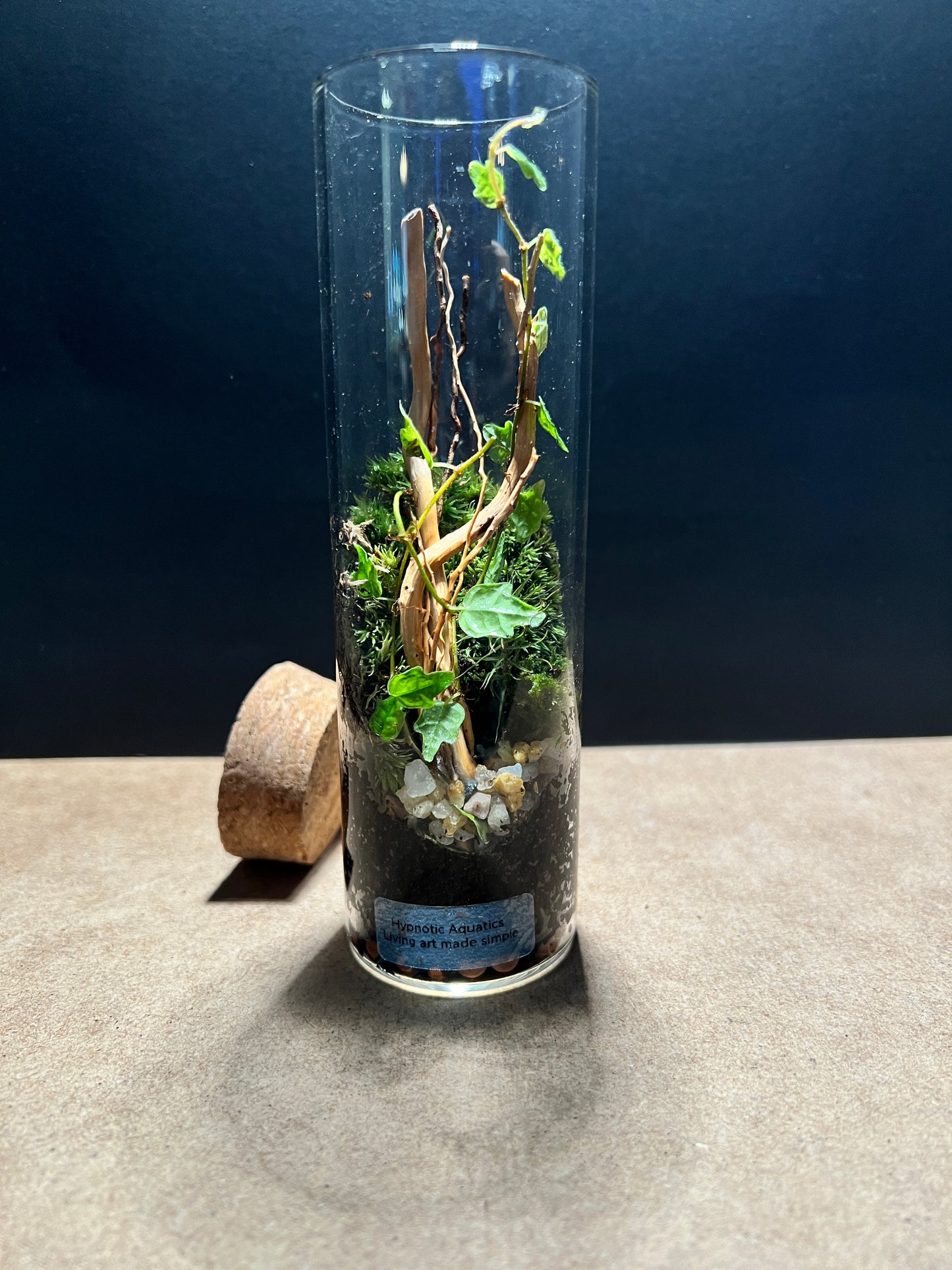 Terrarium 404