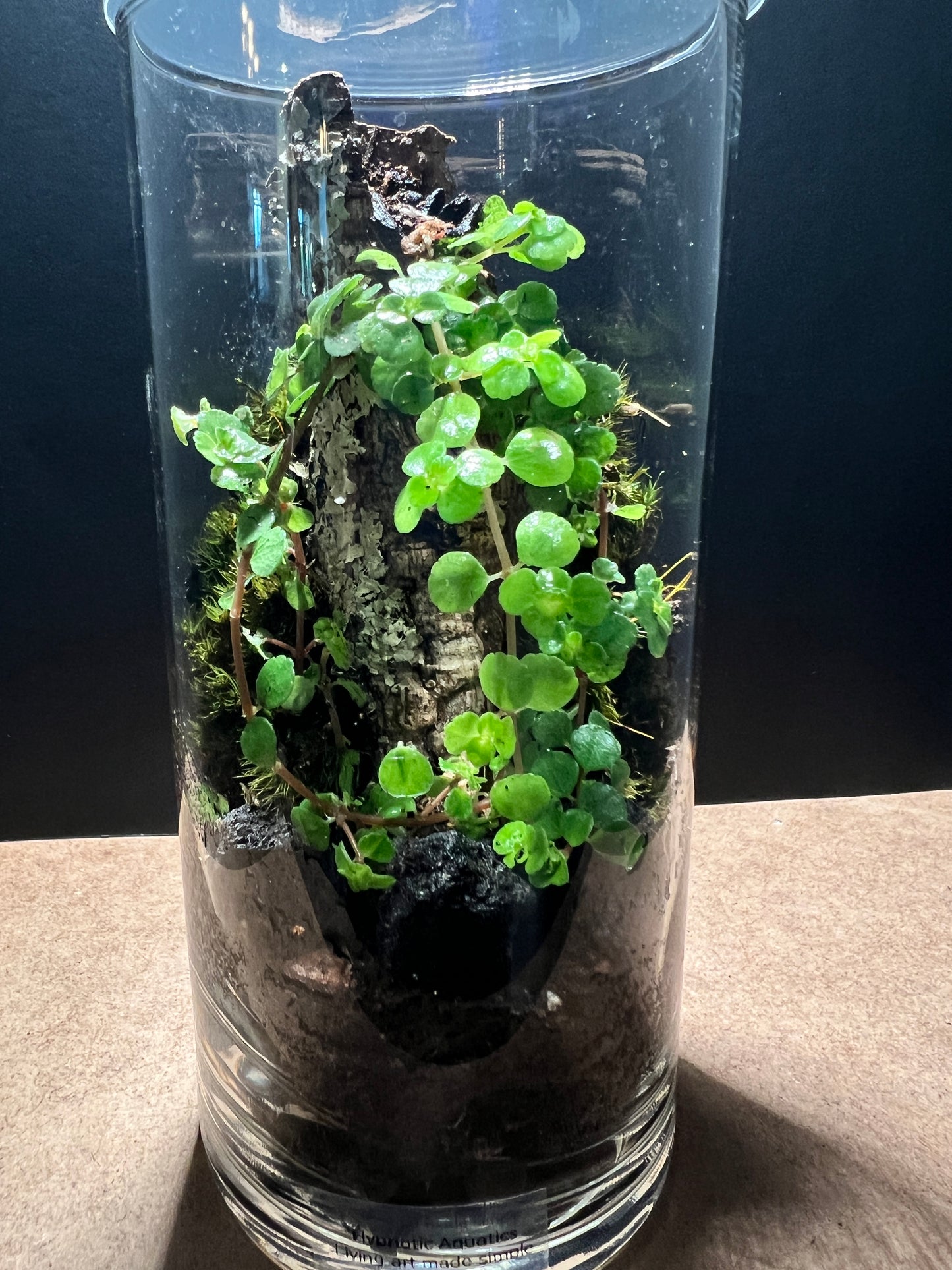 Terrarium 405