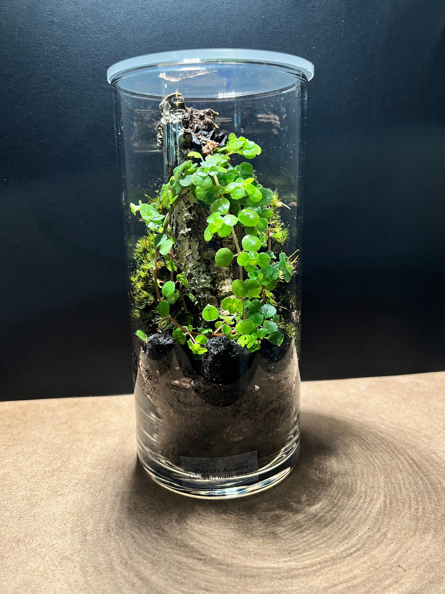 Terrarium 405