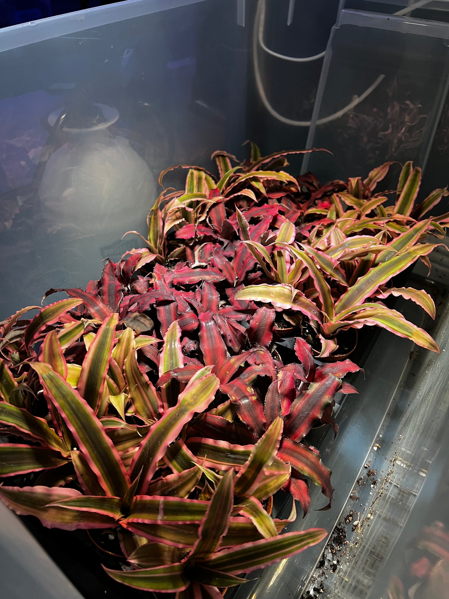 Terrarium Plants: Cryptanthos Mix