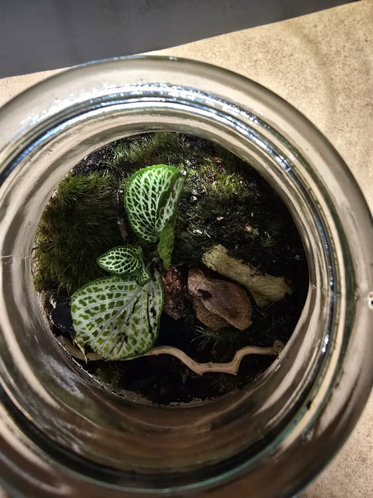Terrarium 412