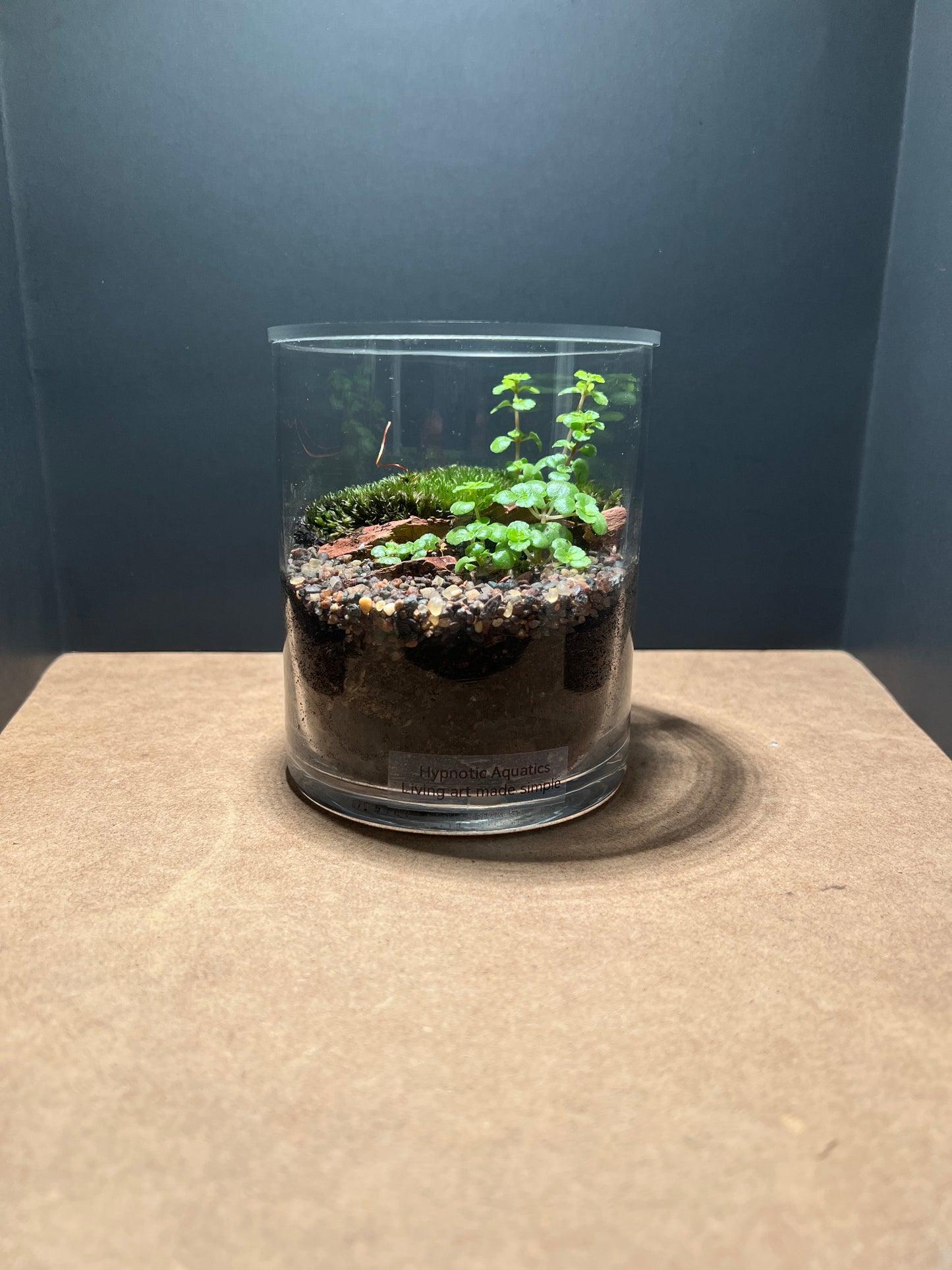 Terrarium 344